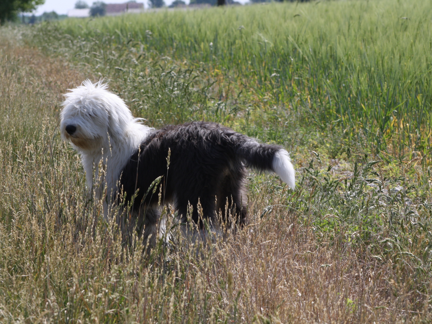 Собака породы бобтейл стоит в поле