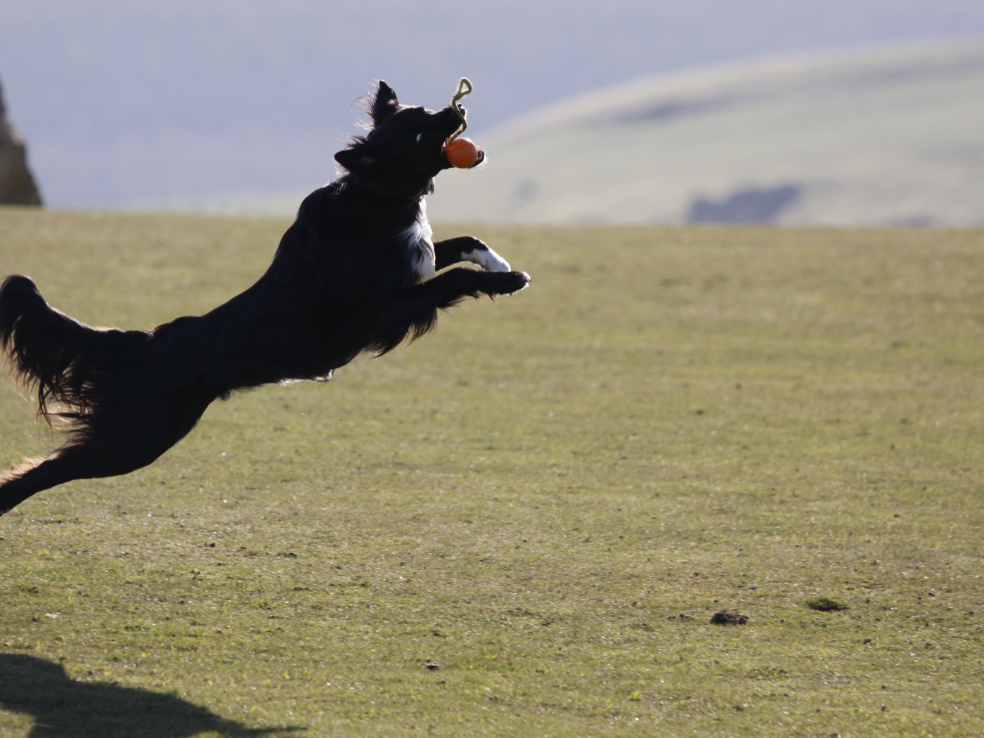Бордер-колли в прыжке