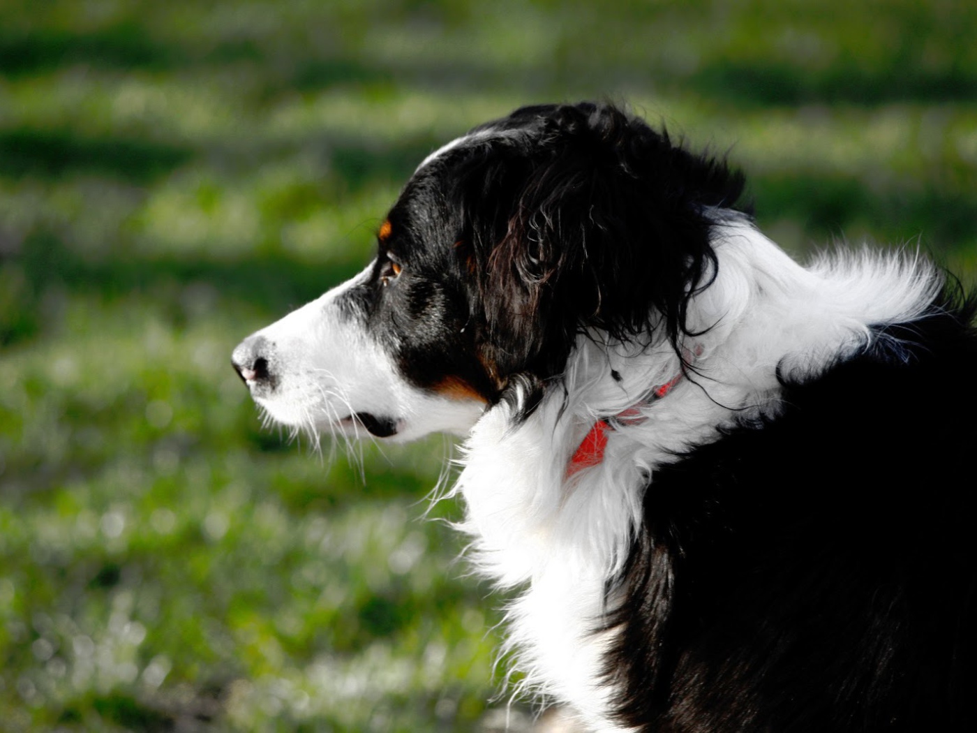 Бордер-колли смотрит вдаль на фоне травы