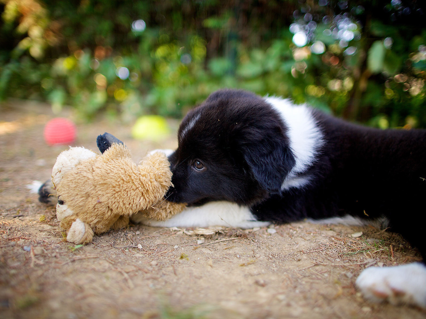 Щенок бордер-колли лежит с игрушкой