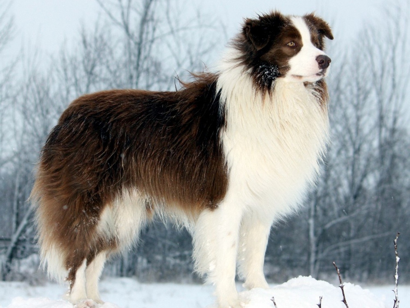 Бордер-колли стоит на сугробе
