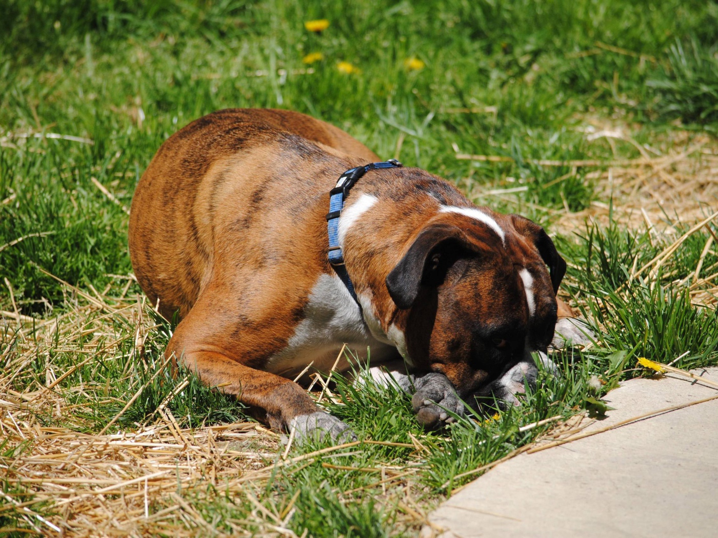Боксёр в печали