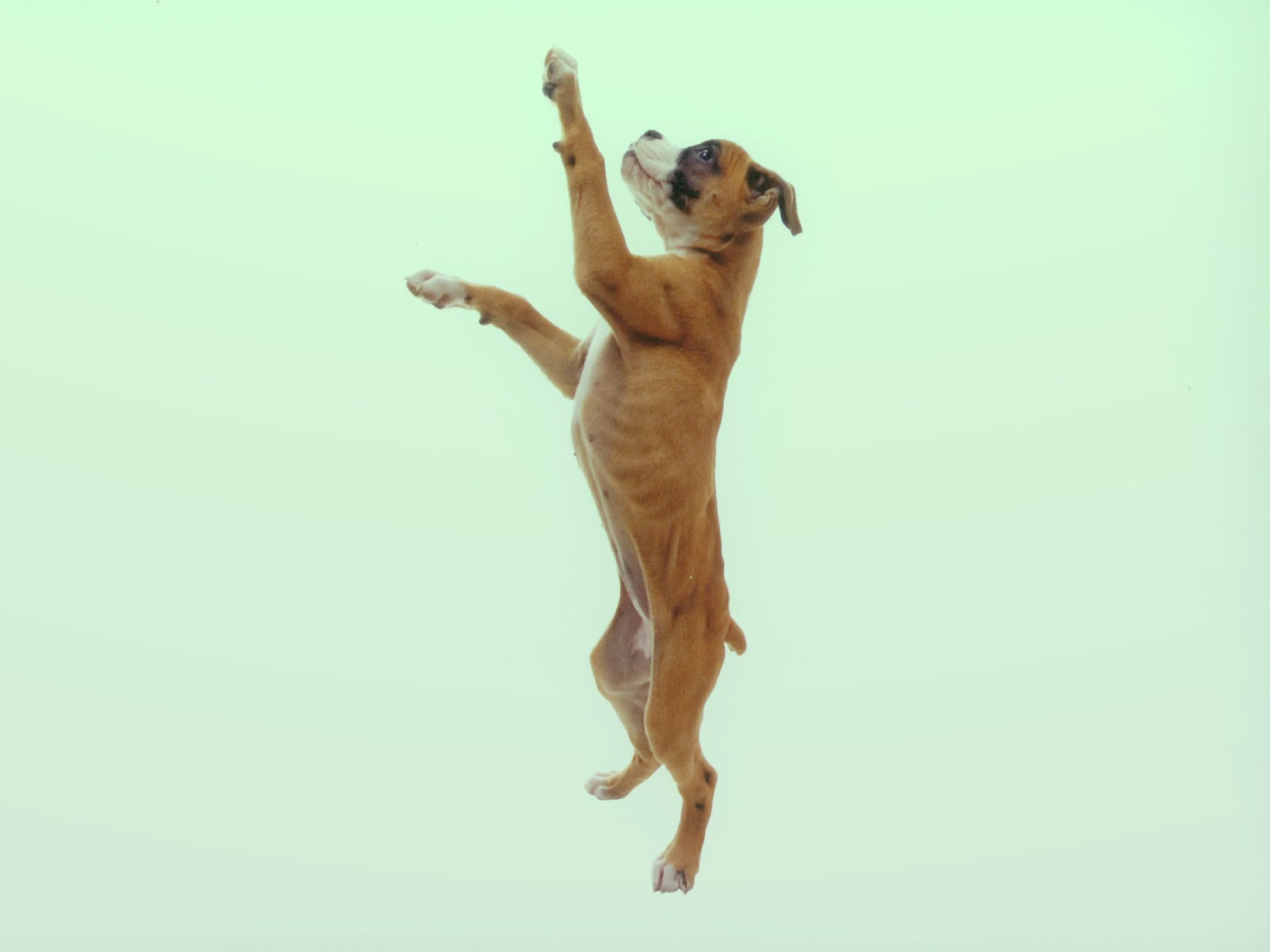 Боксёр в прыжке