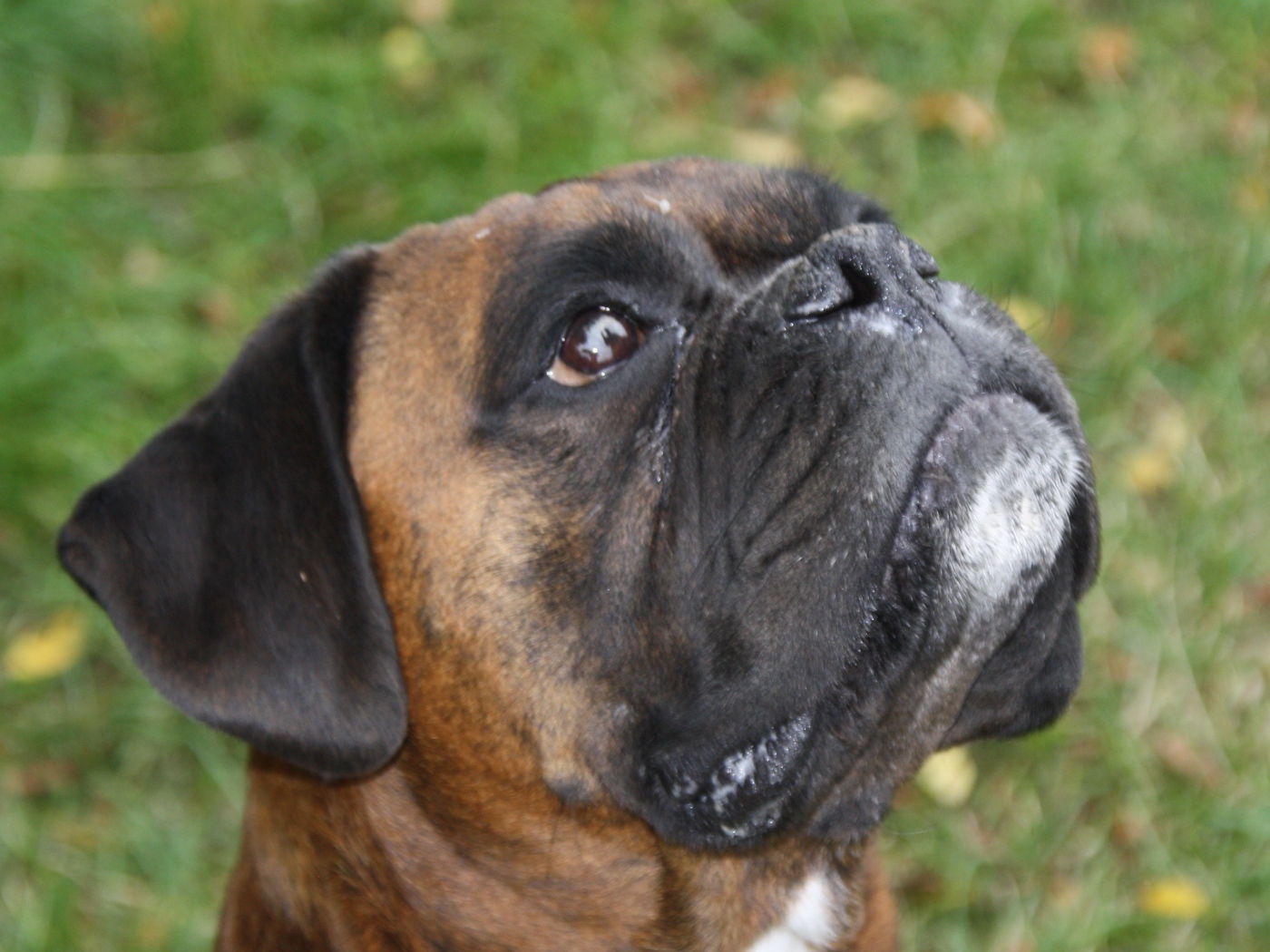 Боксёр смотрит вверх