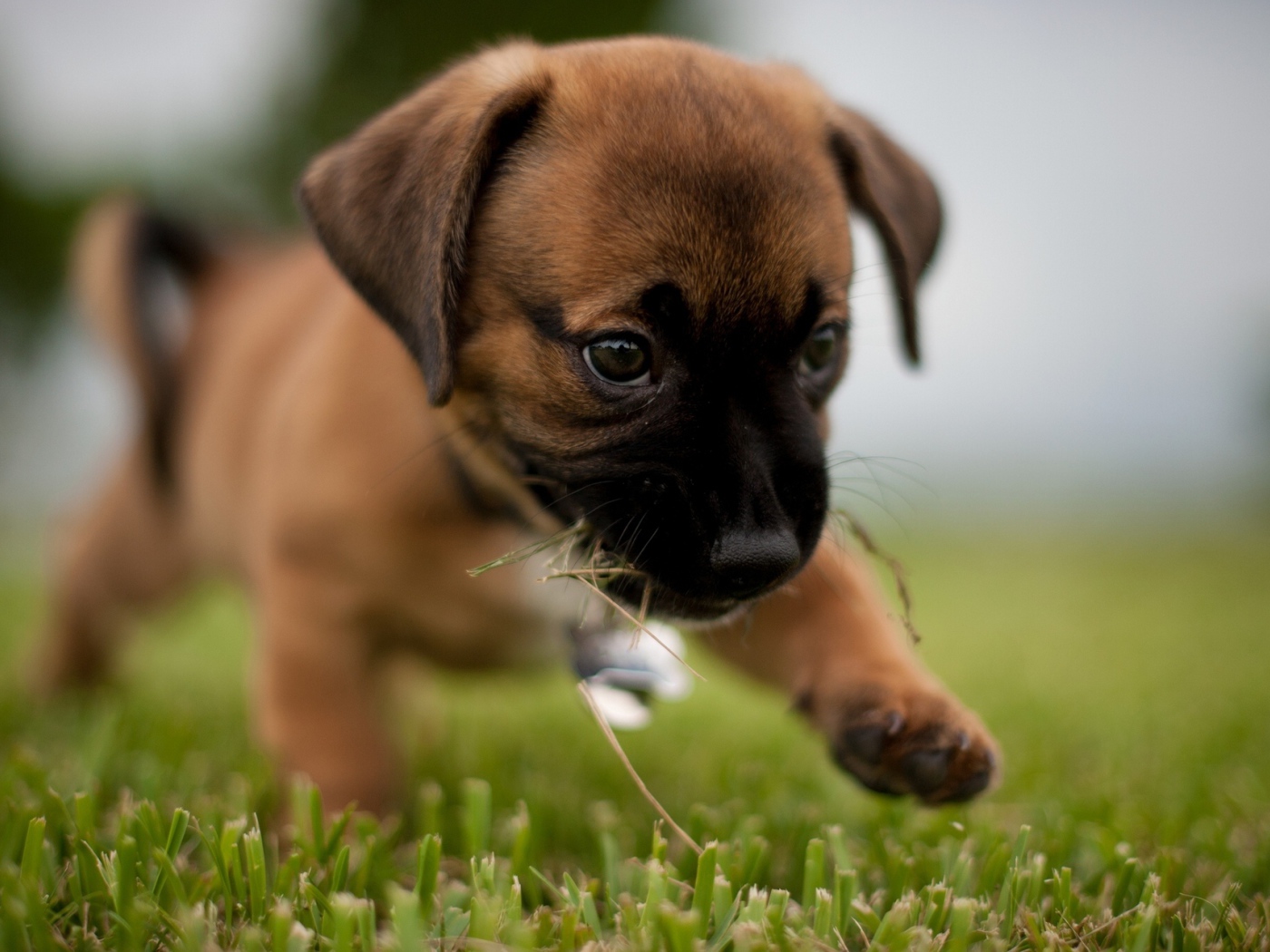 Щенок боксёра первый раз на улице