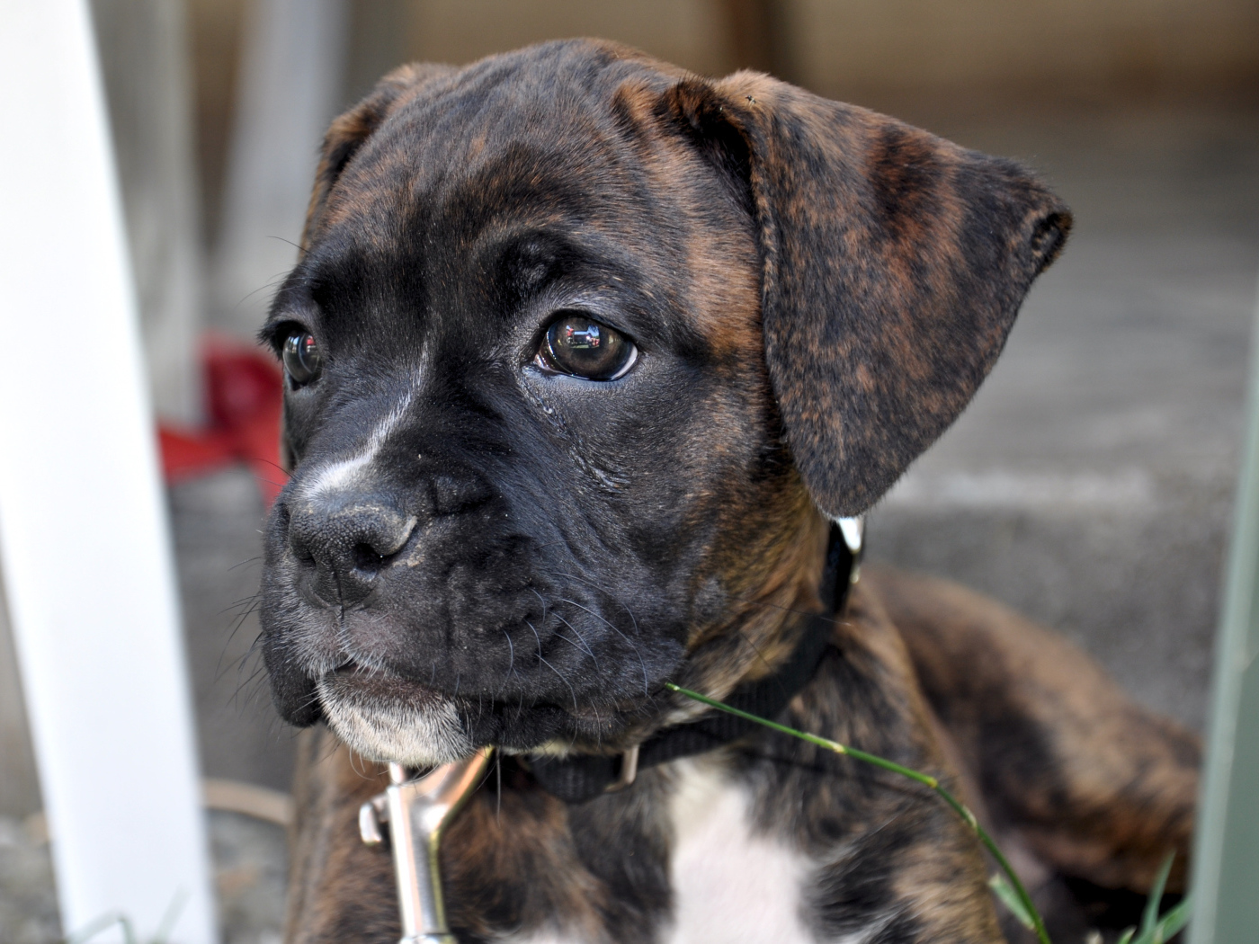 Щенок боксёра смотрит вдаль