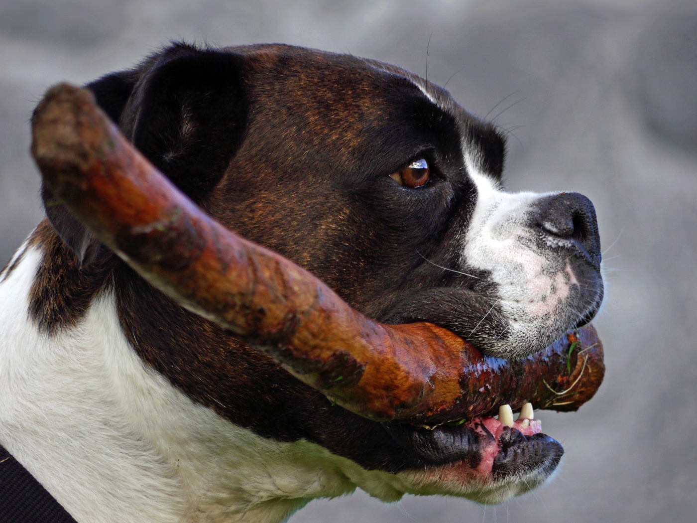 Boxer with a stick in his mouth