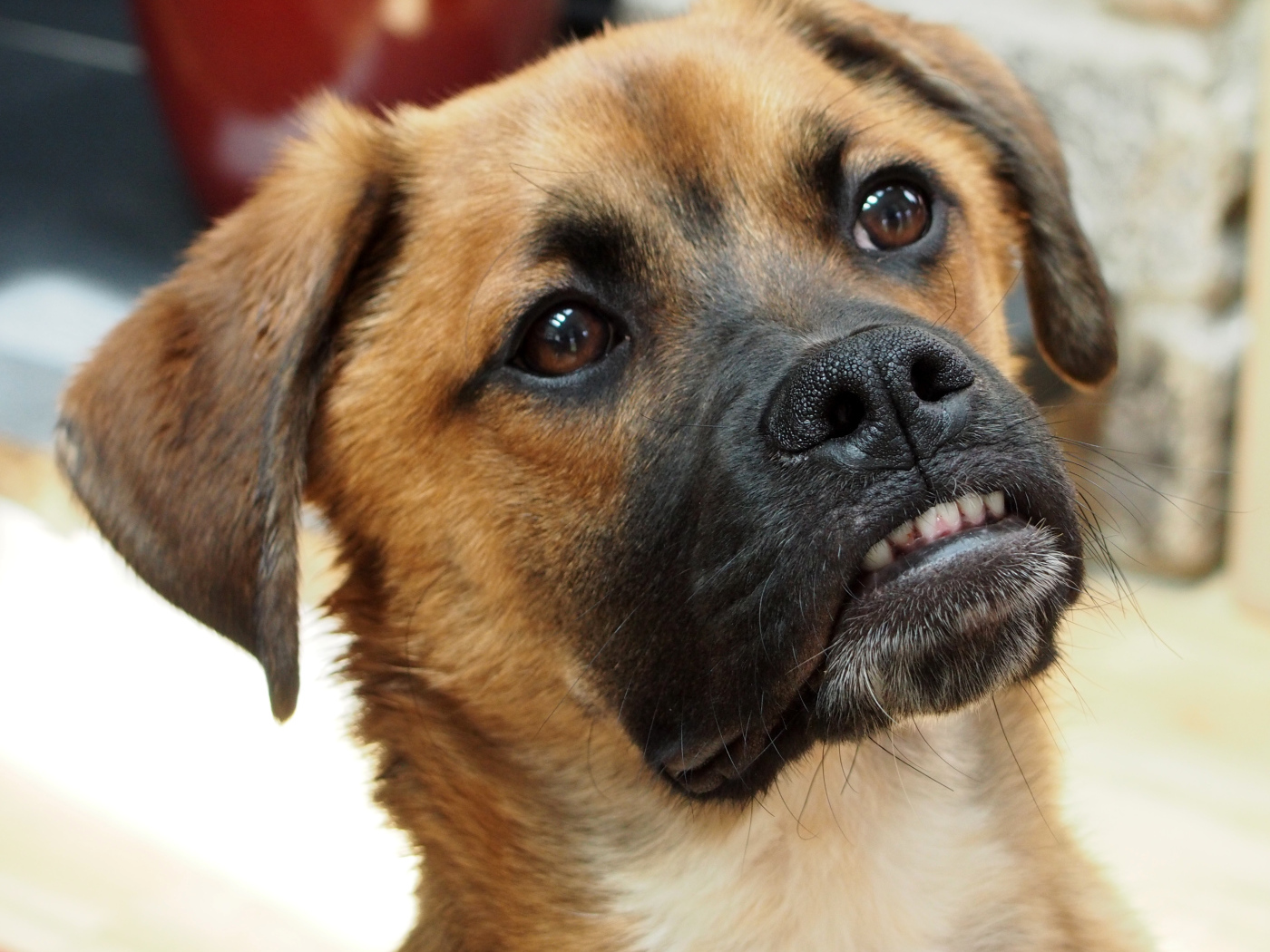 Боксёр с смешной мордой