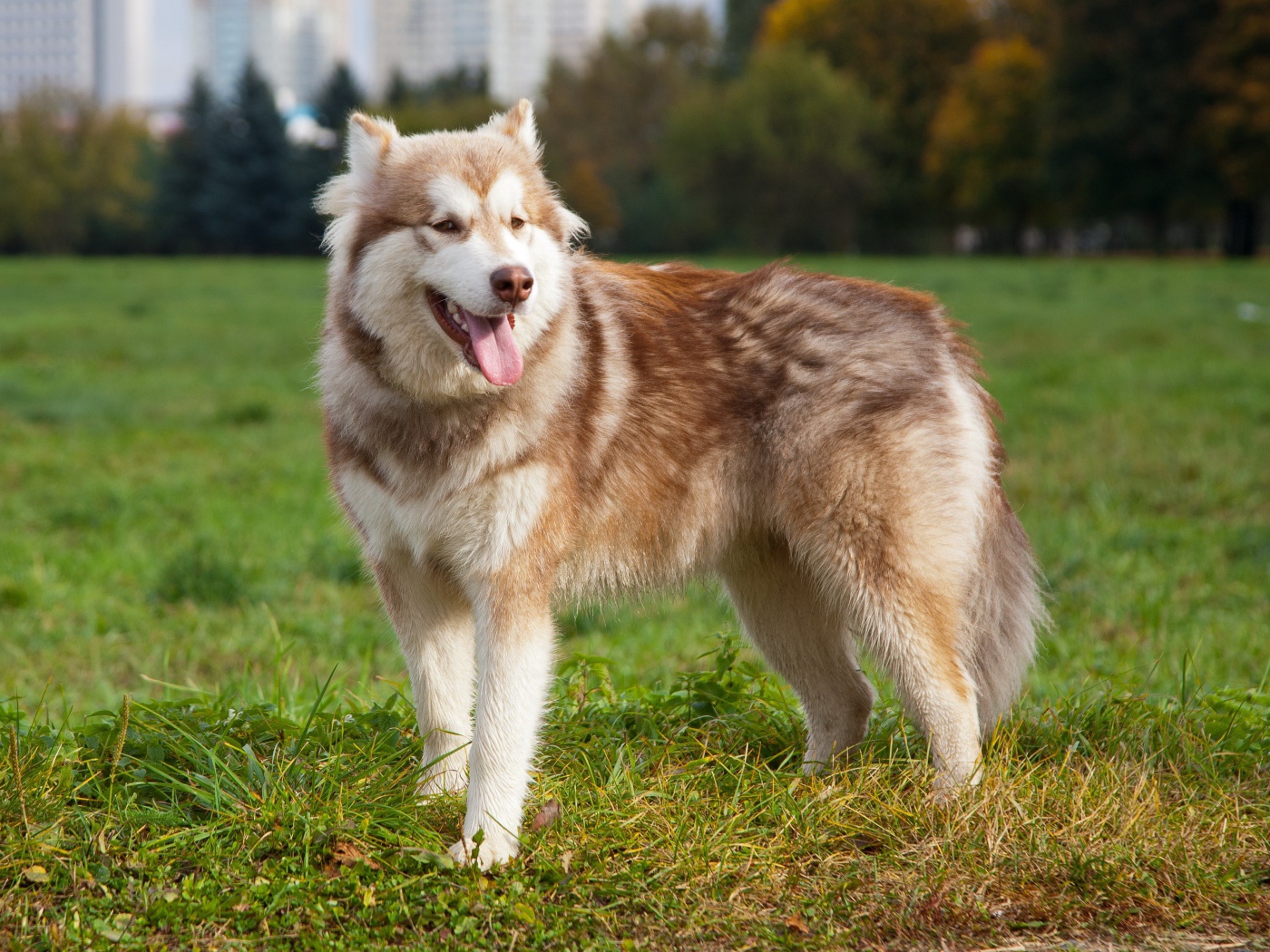 Коричневый аляскинский маламут на траве