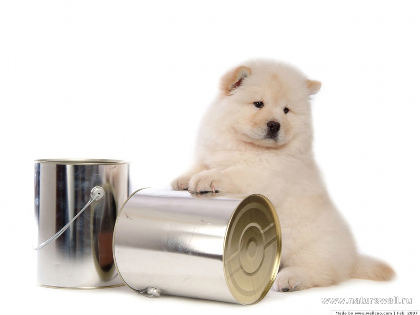 Чау-чау и банки