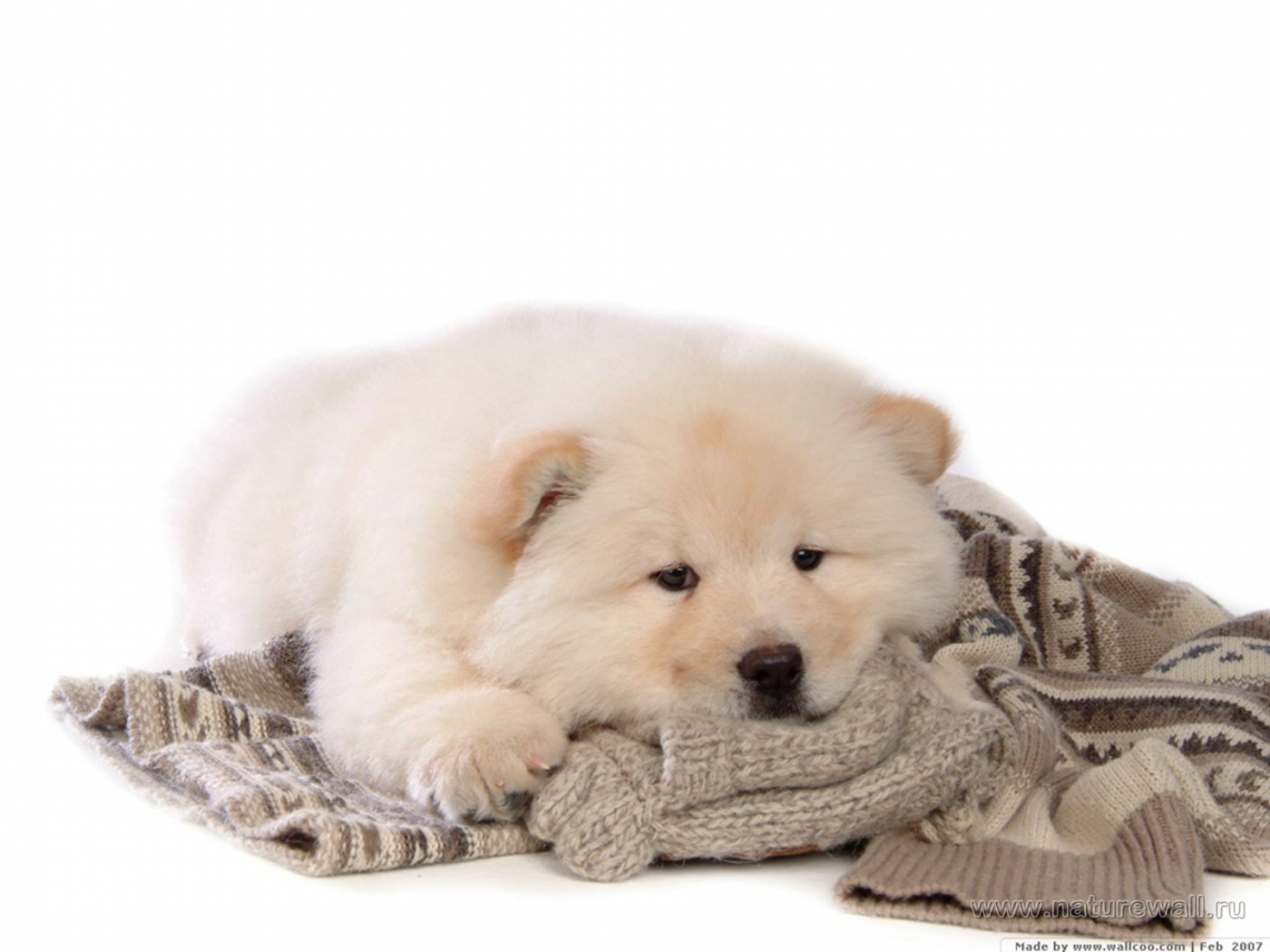 Чау-чау лежит на свитере