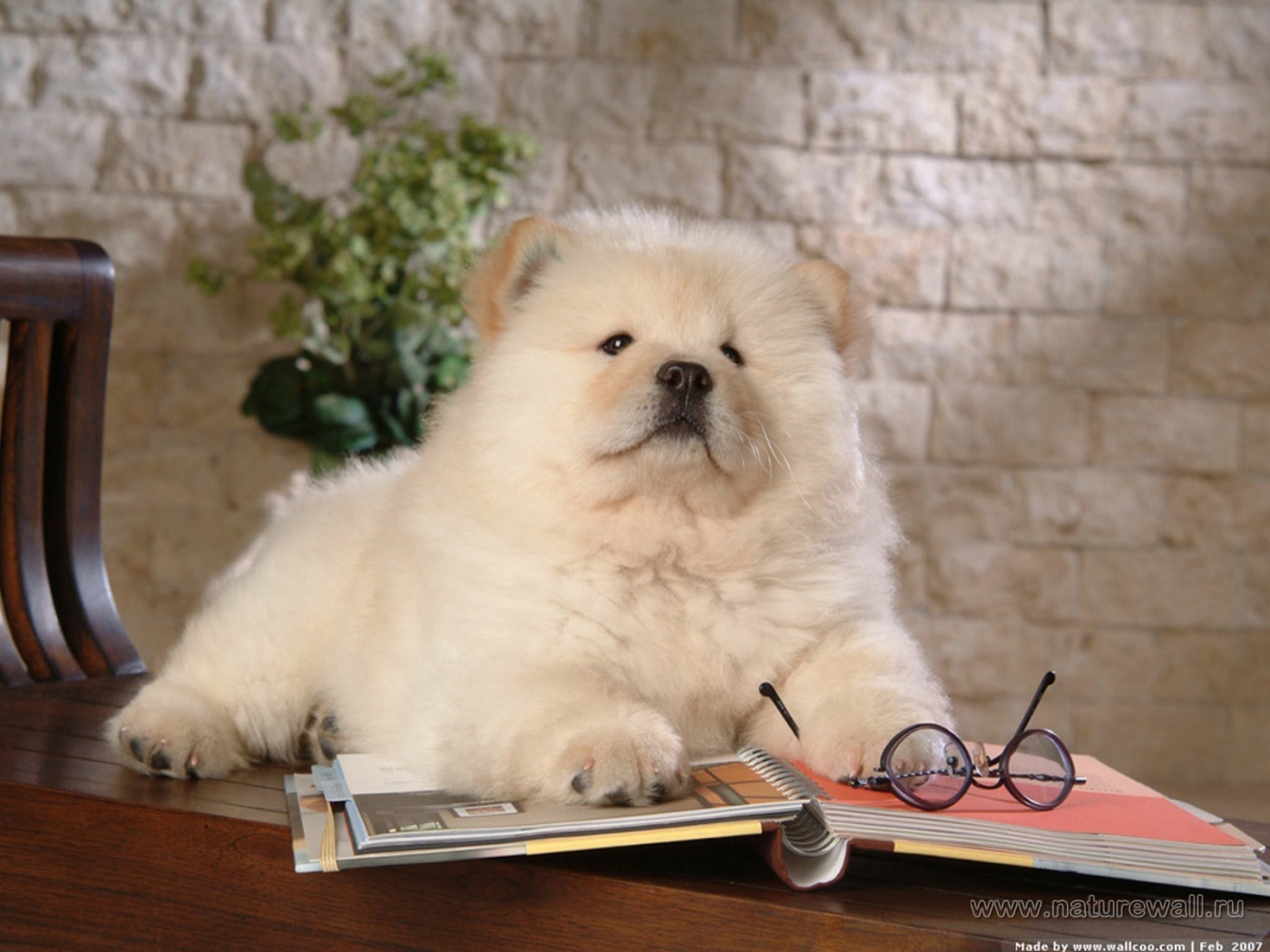 Чау-чау читает книгу