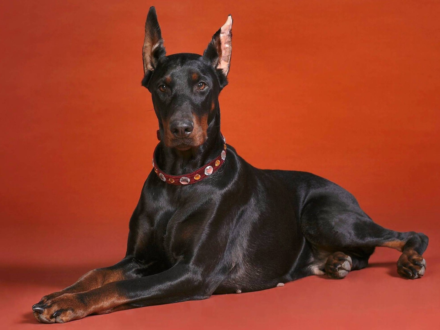 Cute doberman on the red background