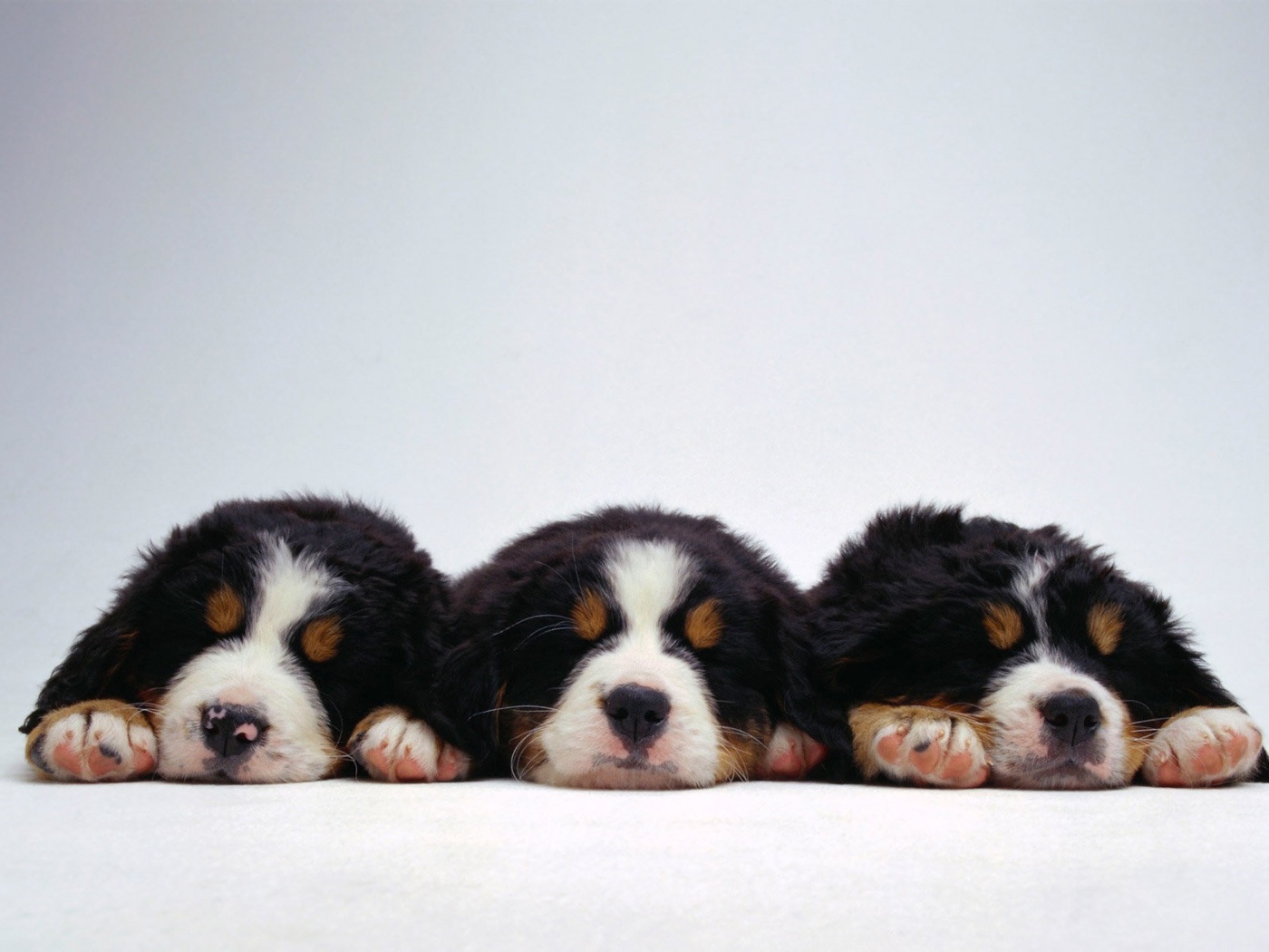Милые щенки бернской пастушьей собаки на белом фоне