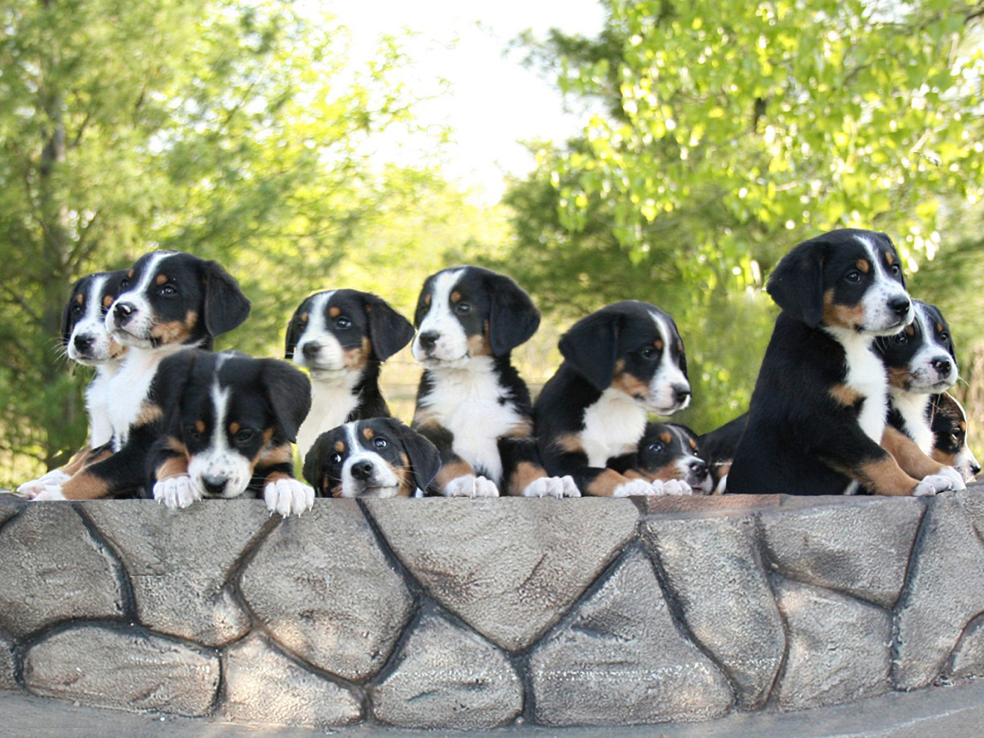 Милые щенки большого швейцарского зенненхунда