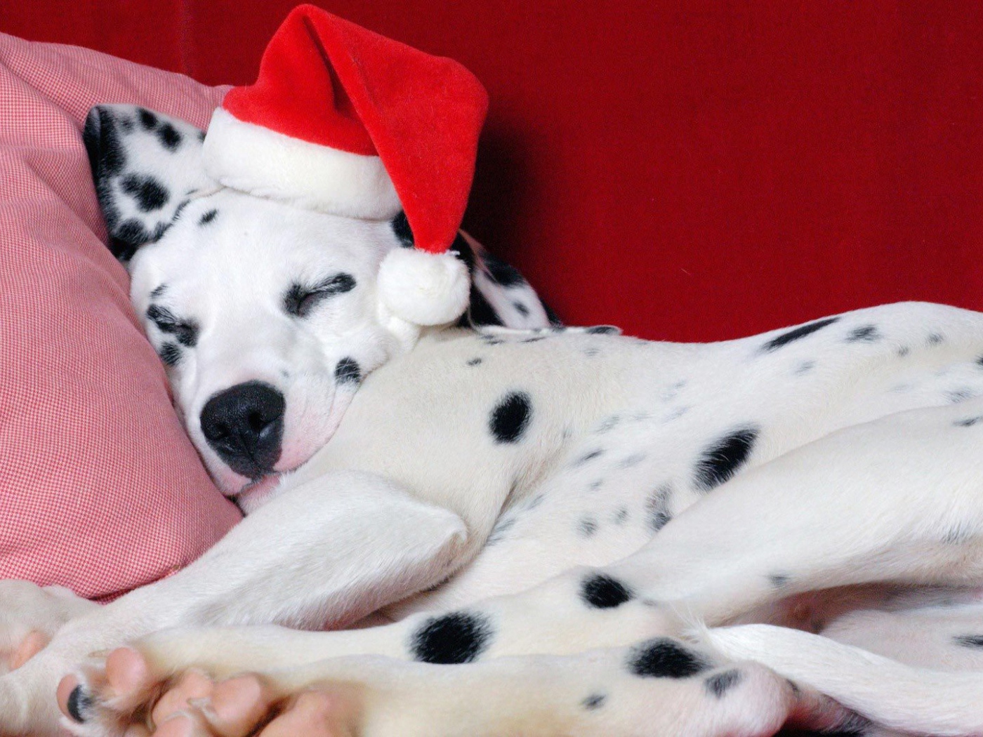 Далматин в Рождество