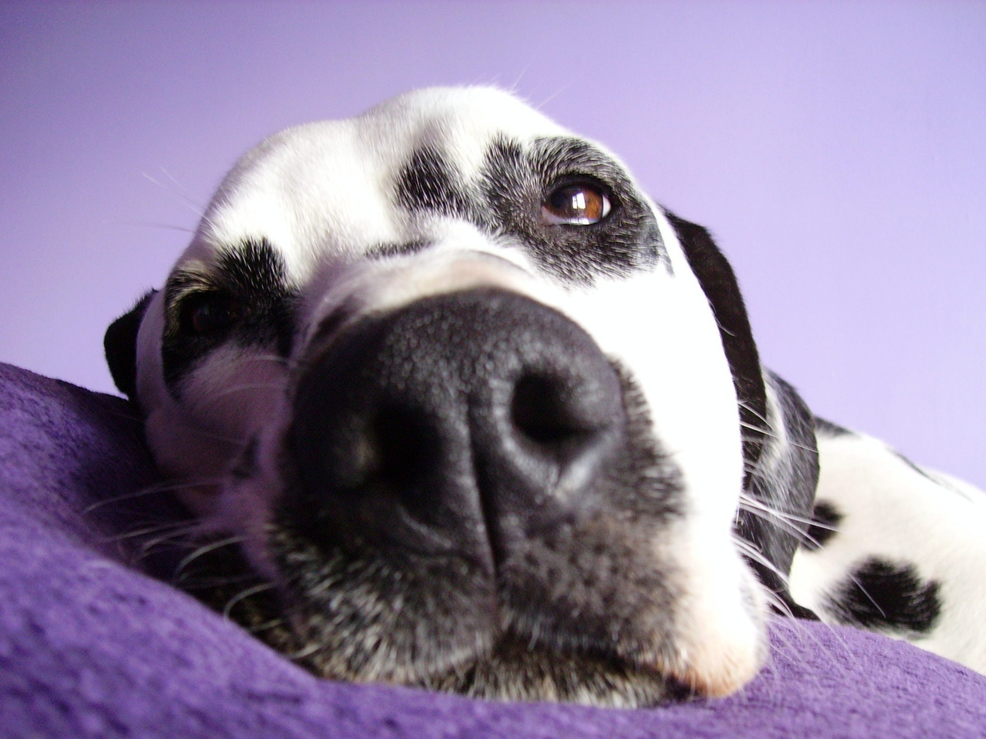 Далматин лежит на подушке