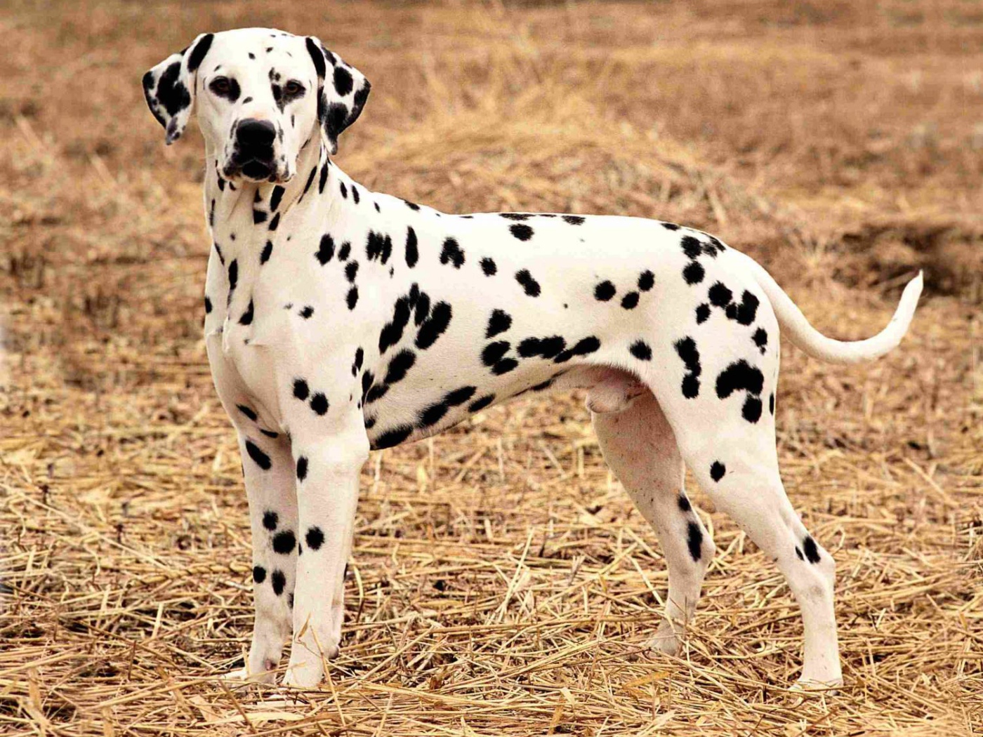 Далматина на поле осенью