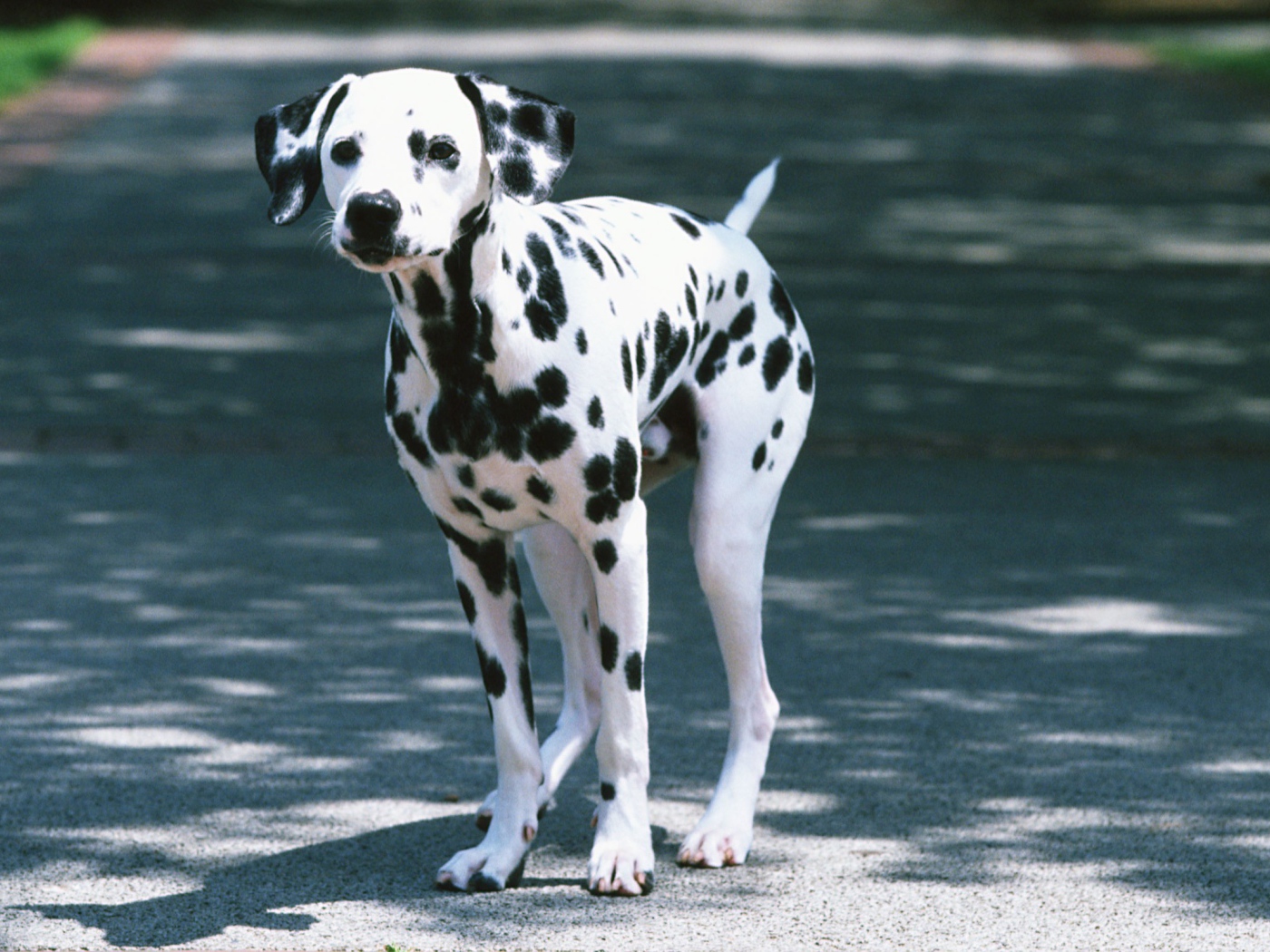 Далматин на дороге