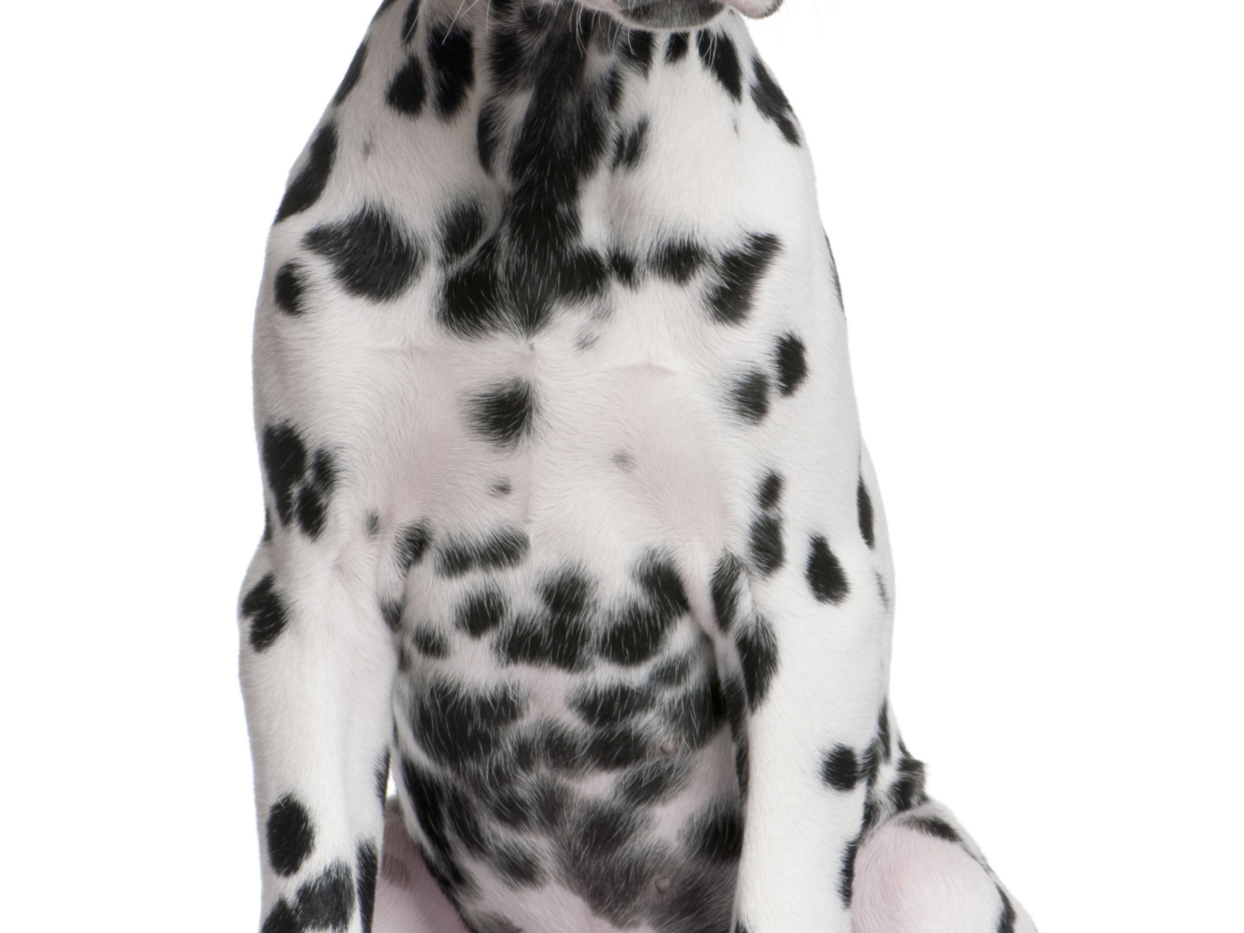 Далматин сидит на полу