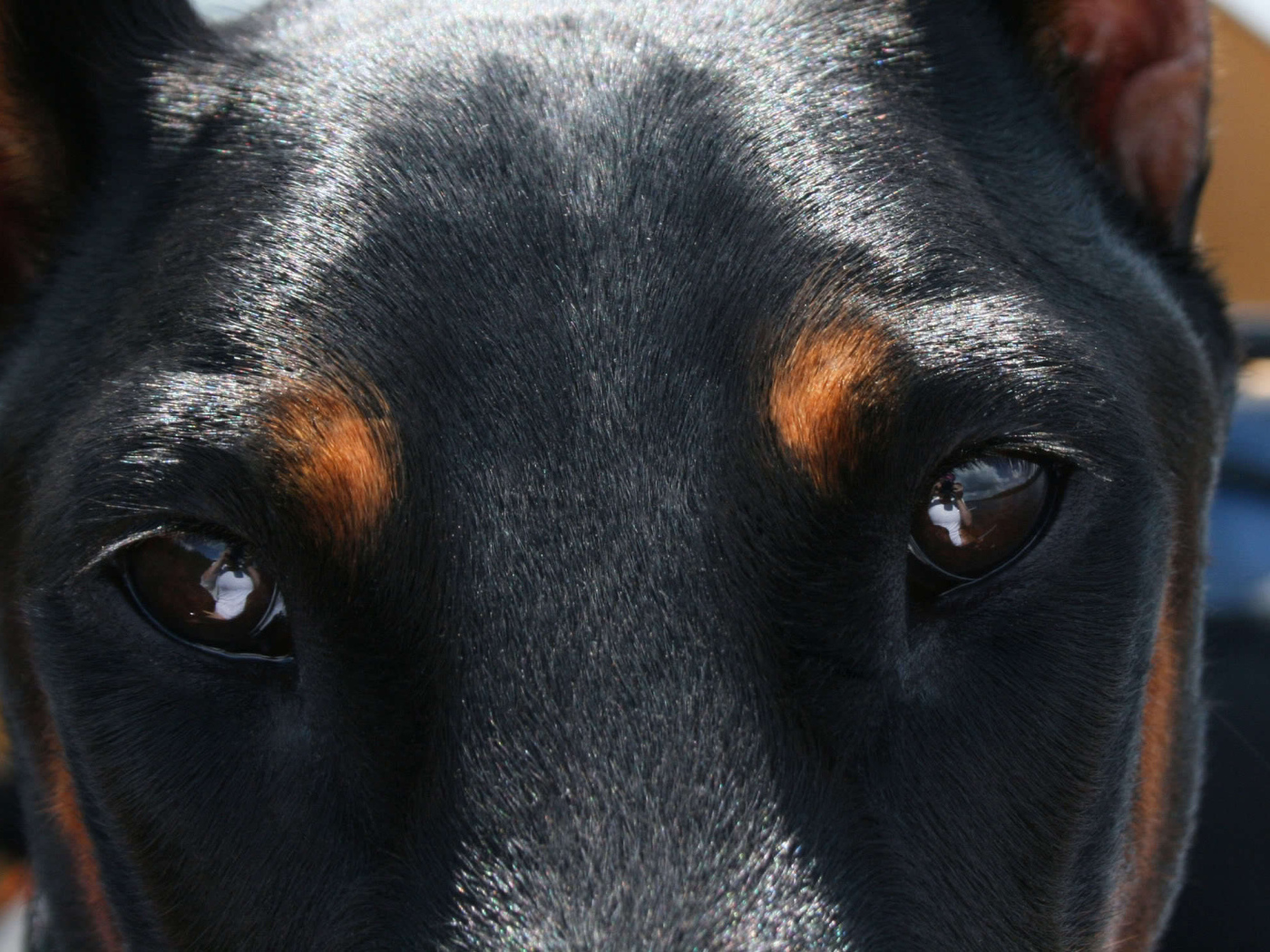 Глубокие глаза добермана