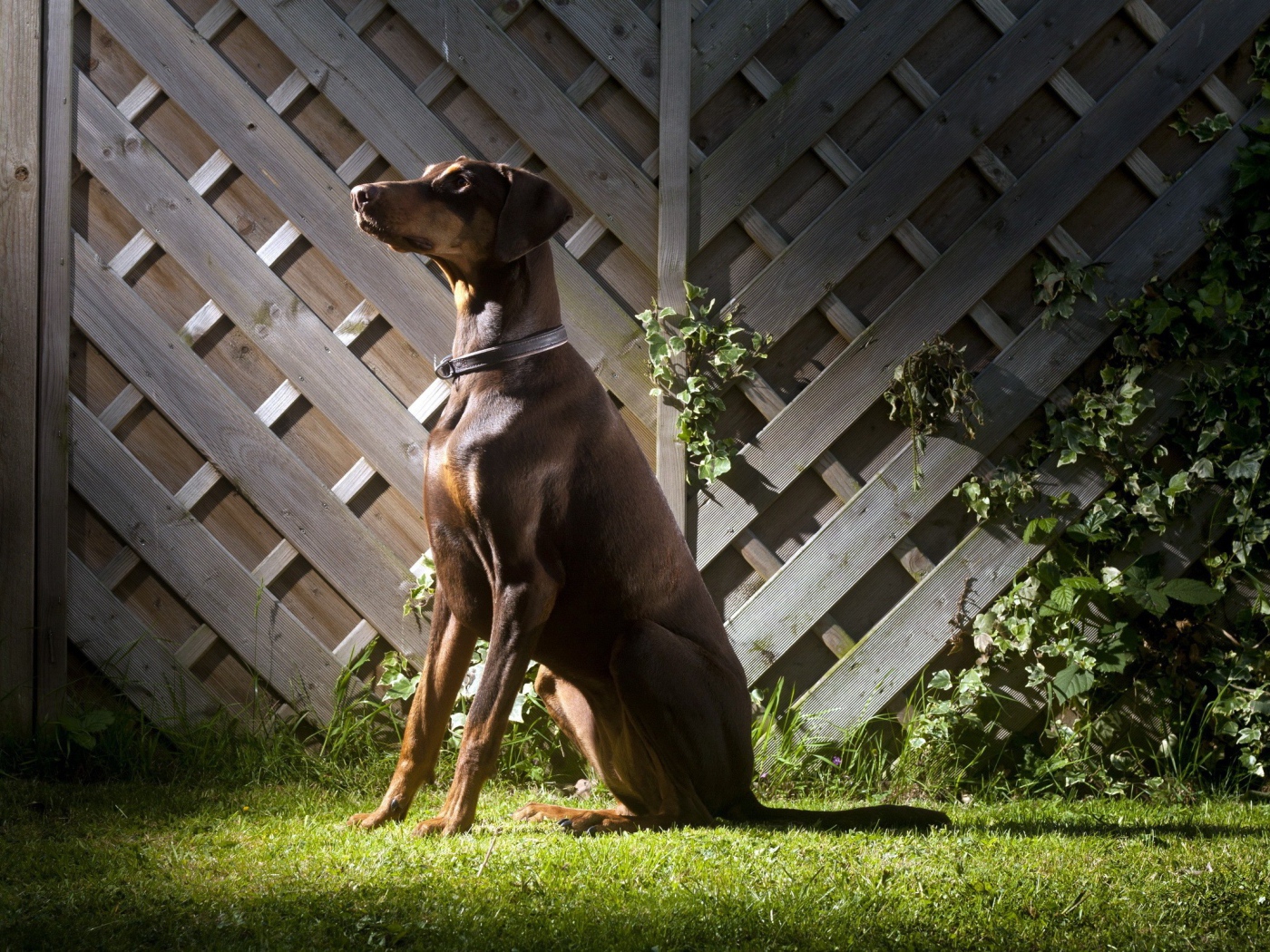 Доберман Пинчер сидит
