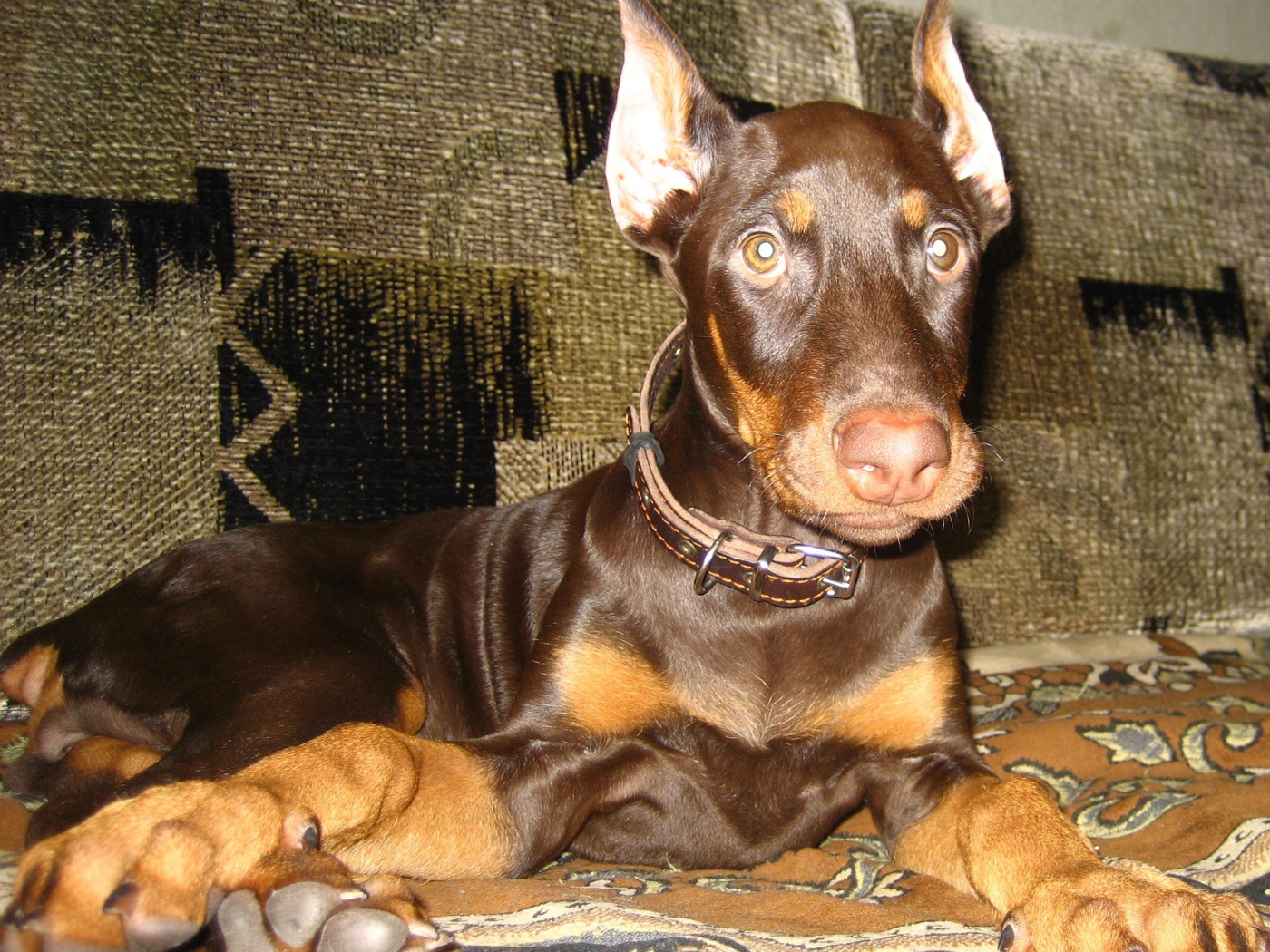 Доберман лежит на диване