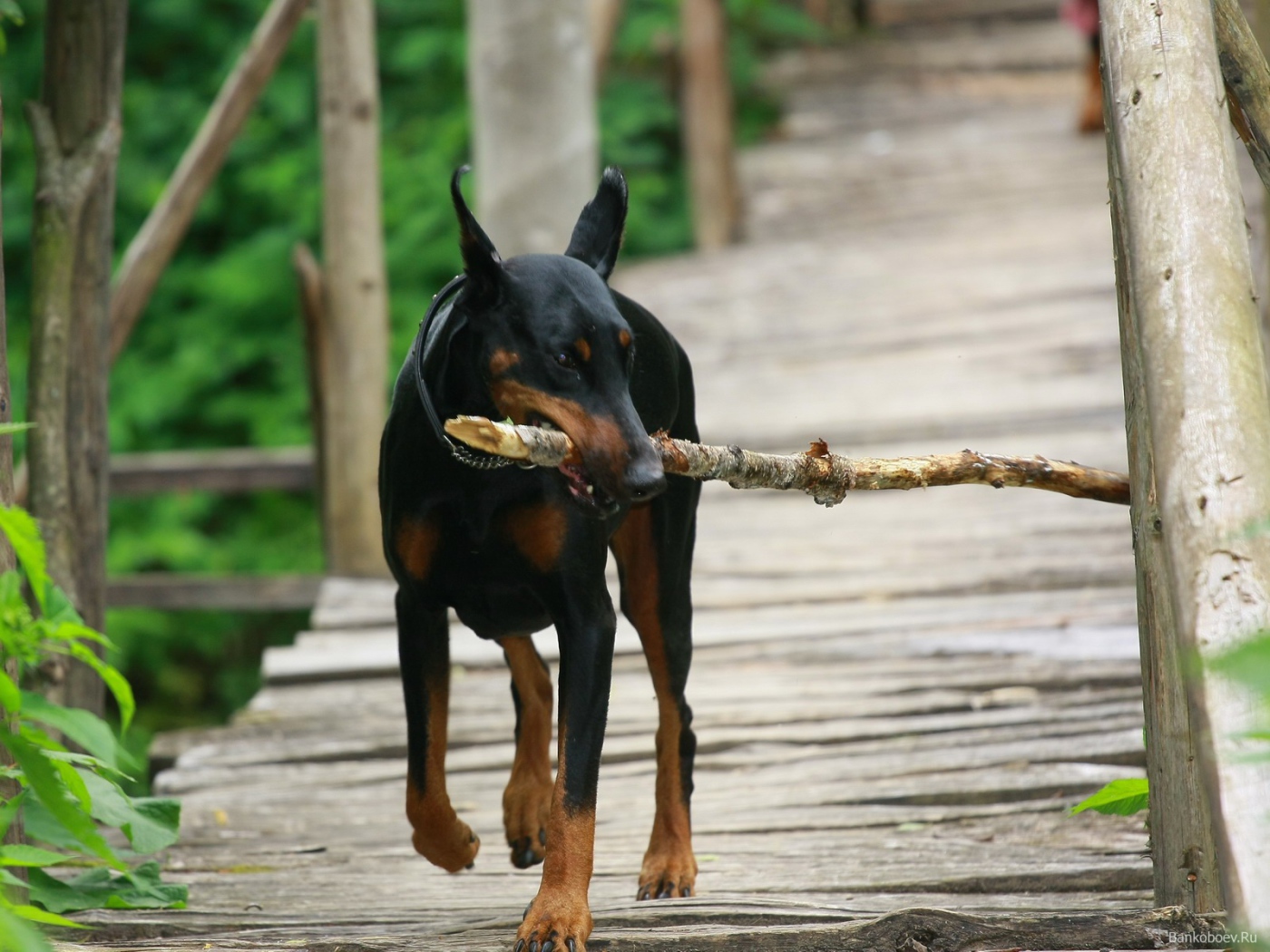 Доберман играет с палкой