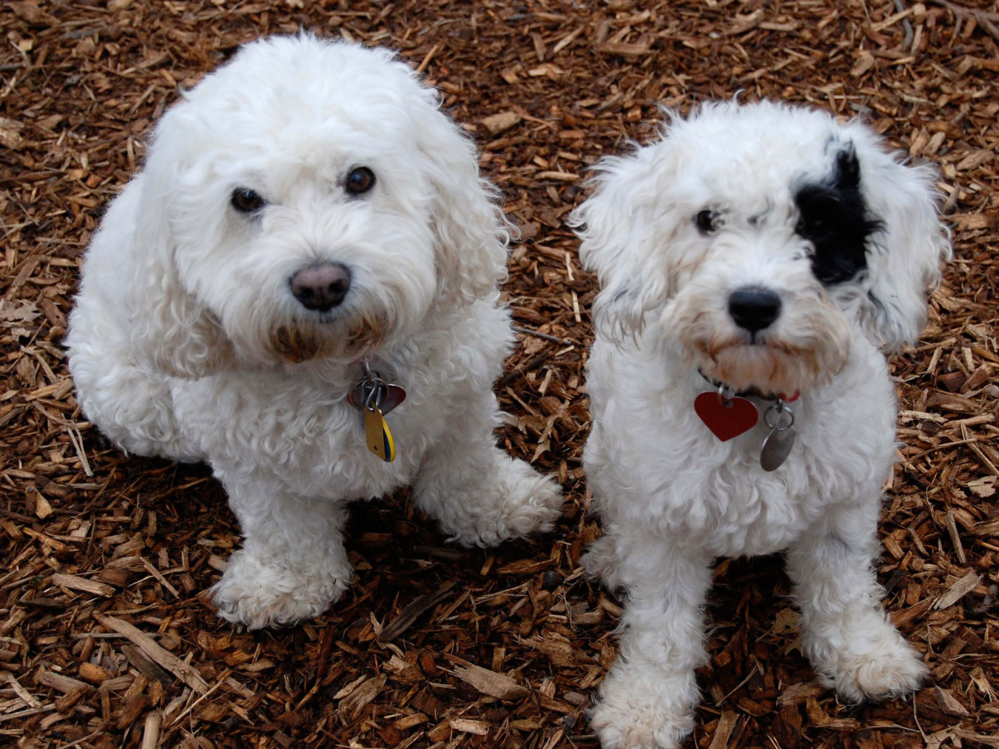 Собаки породы бишон-фриз смотрят на фотографа