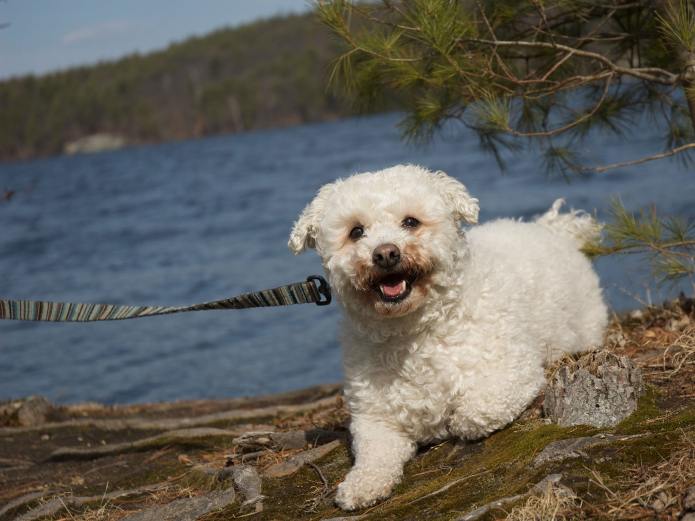 Собака породы бишон-фриз на прогулке