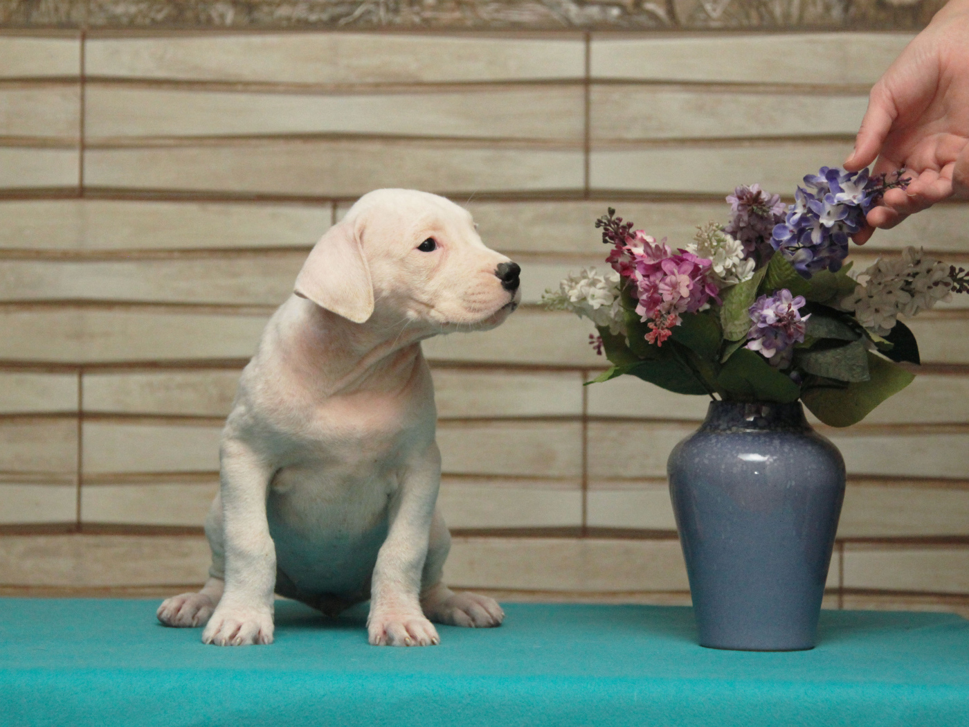 Щенок аргентинского дога и цветы