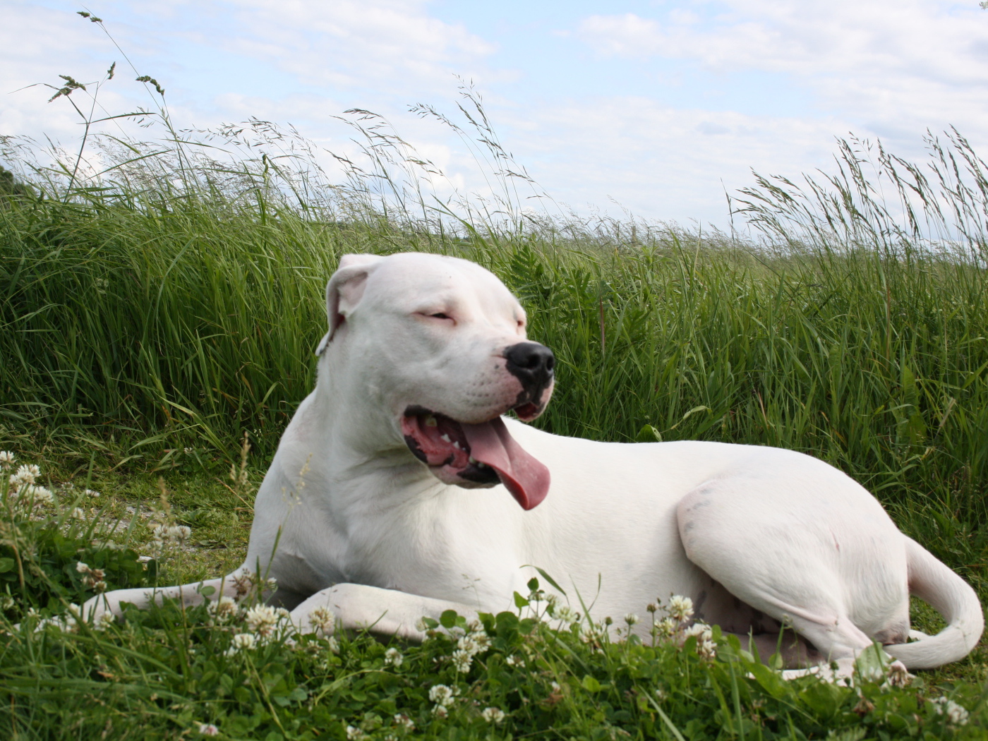 Аргентинский дог устал