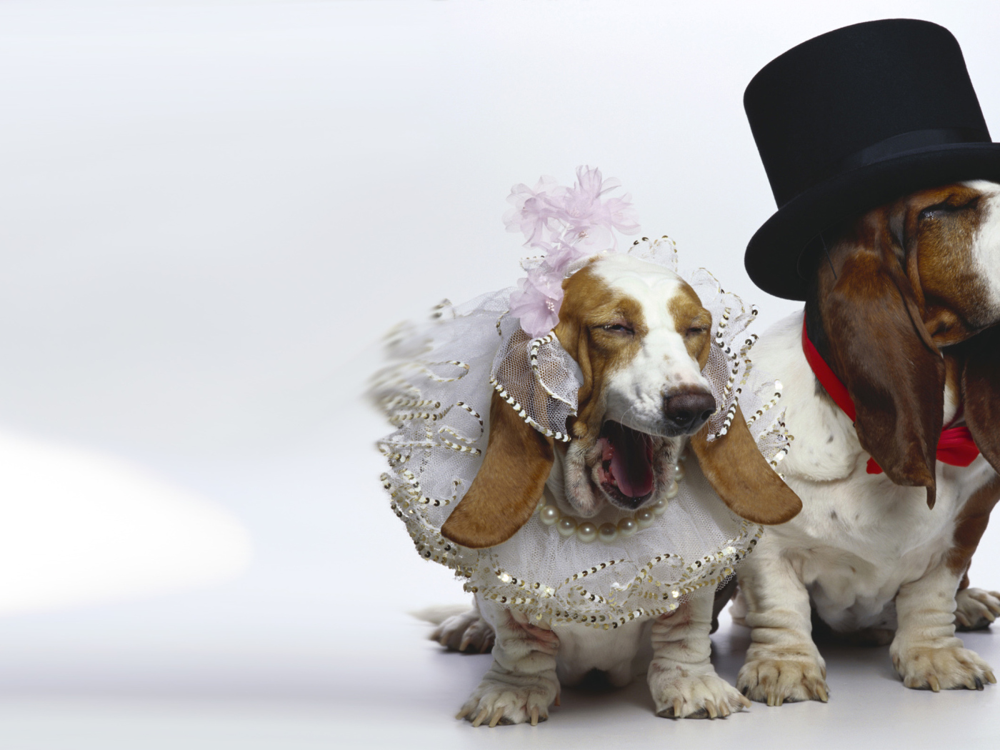 Нарядные бассет-хаунды на белом фоне