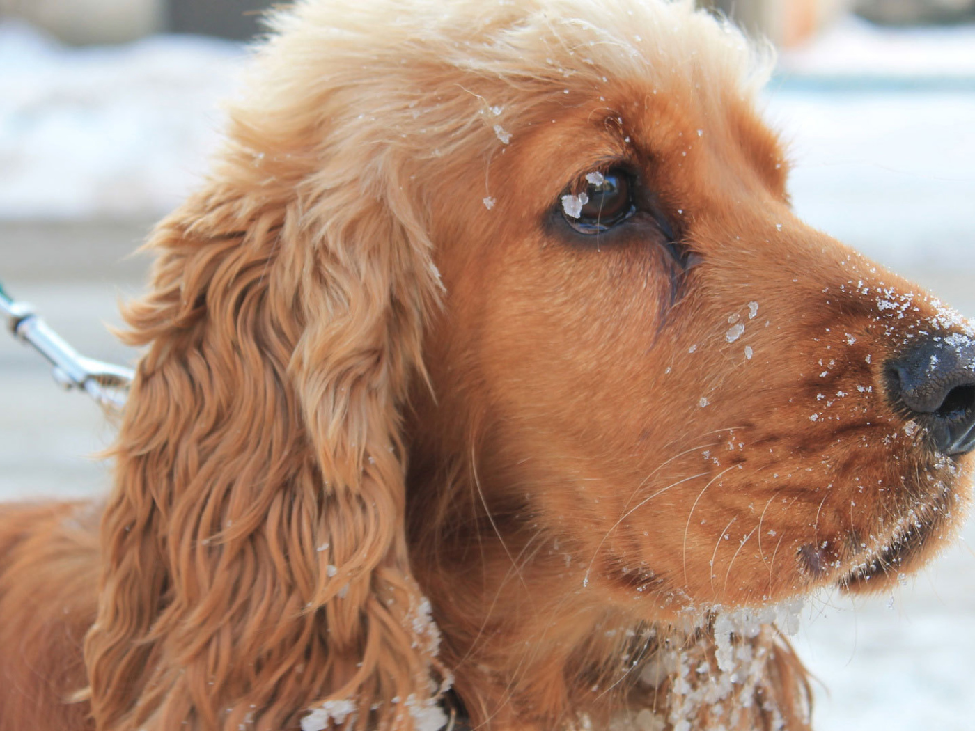 Английский кокер-спаниель в снегу