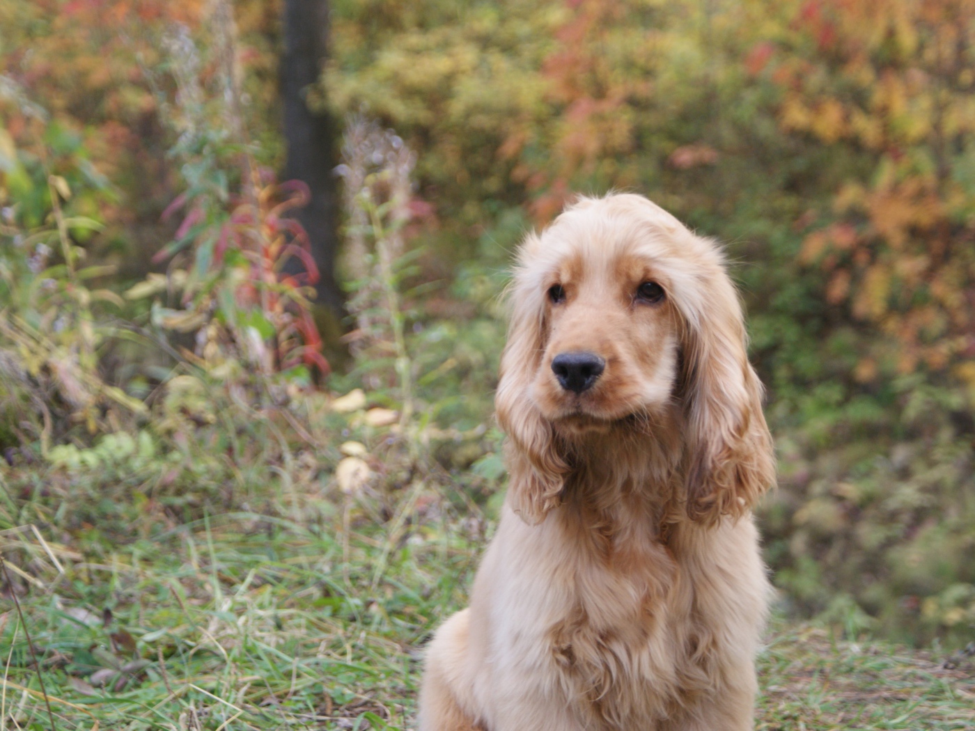 Английский кокер-спаниель в лесу