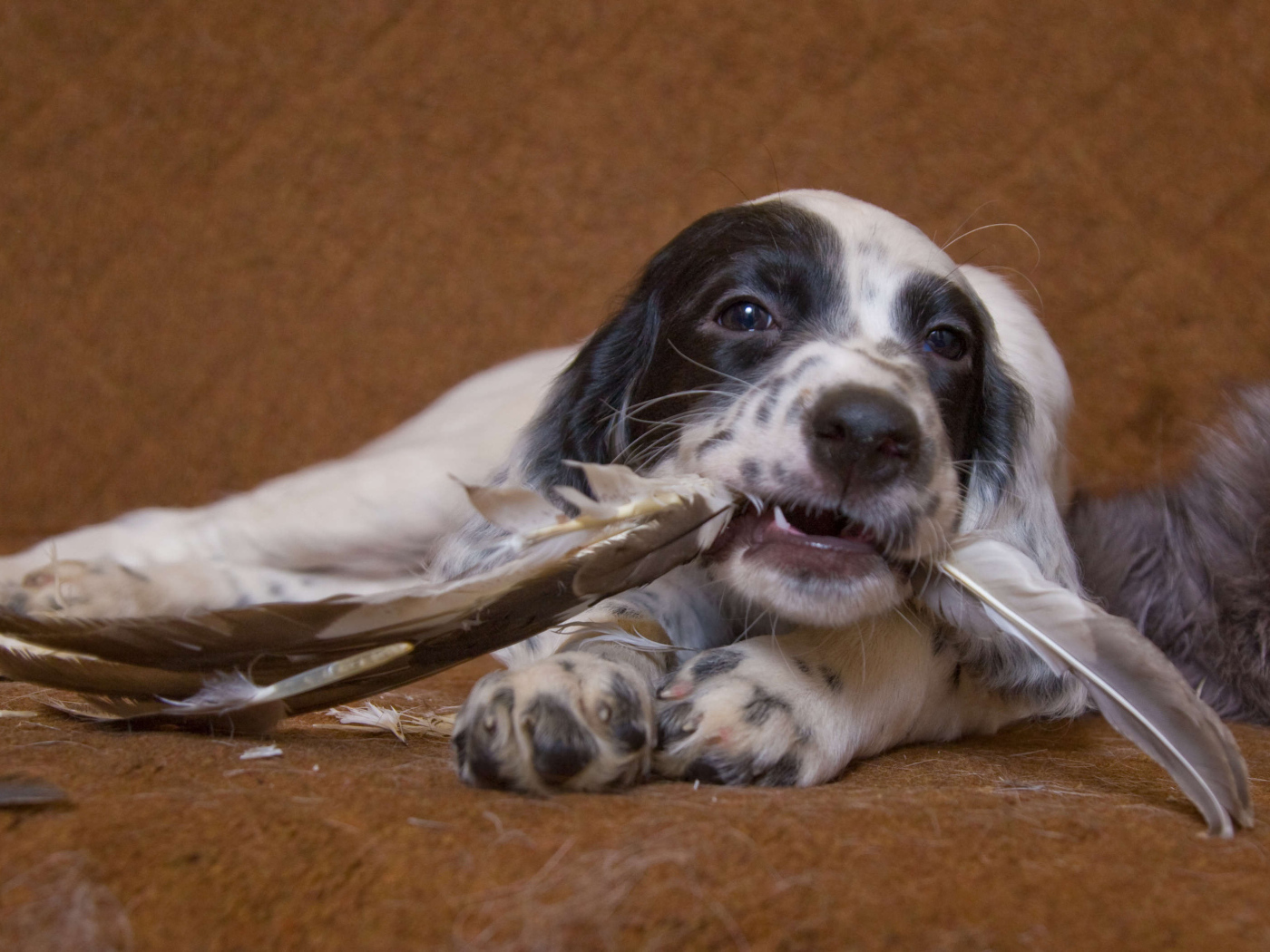 Английский сеттер и  перья