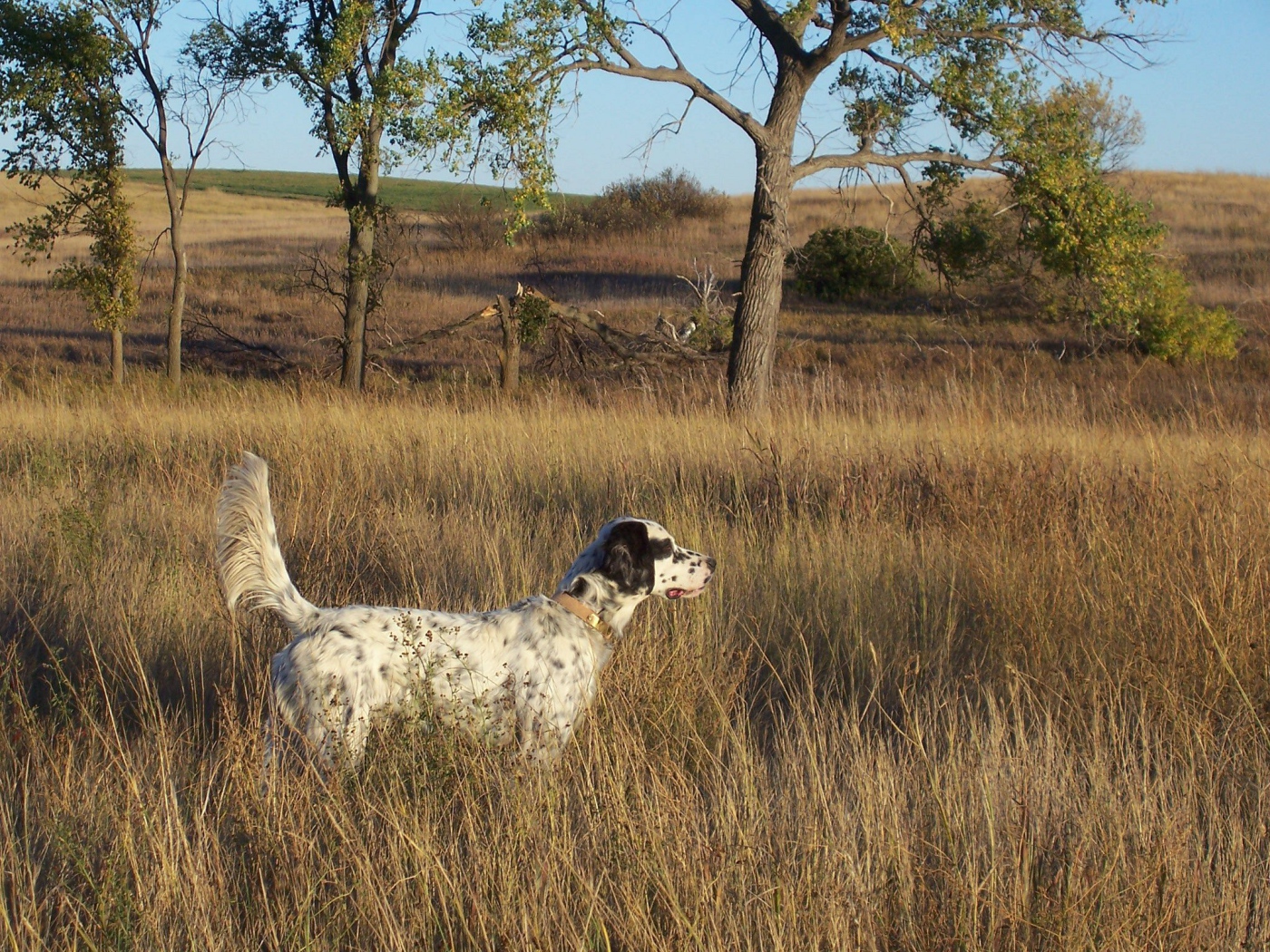 Английский сеттер в высохшей траве