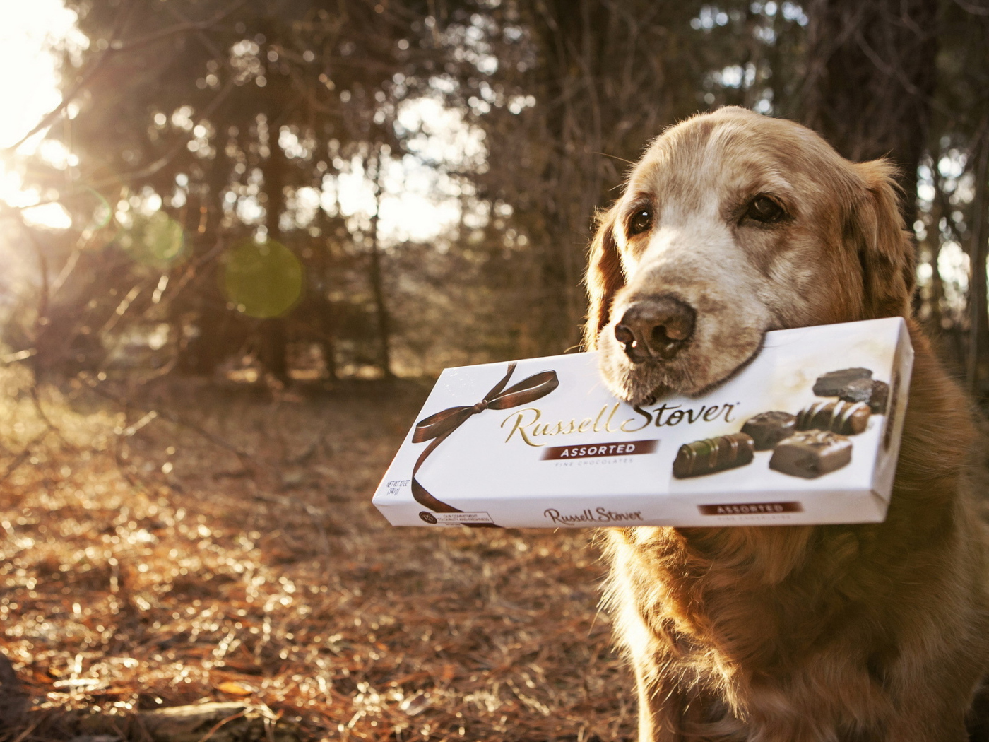 Английский сеттер с коробкой конфет