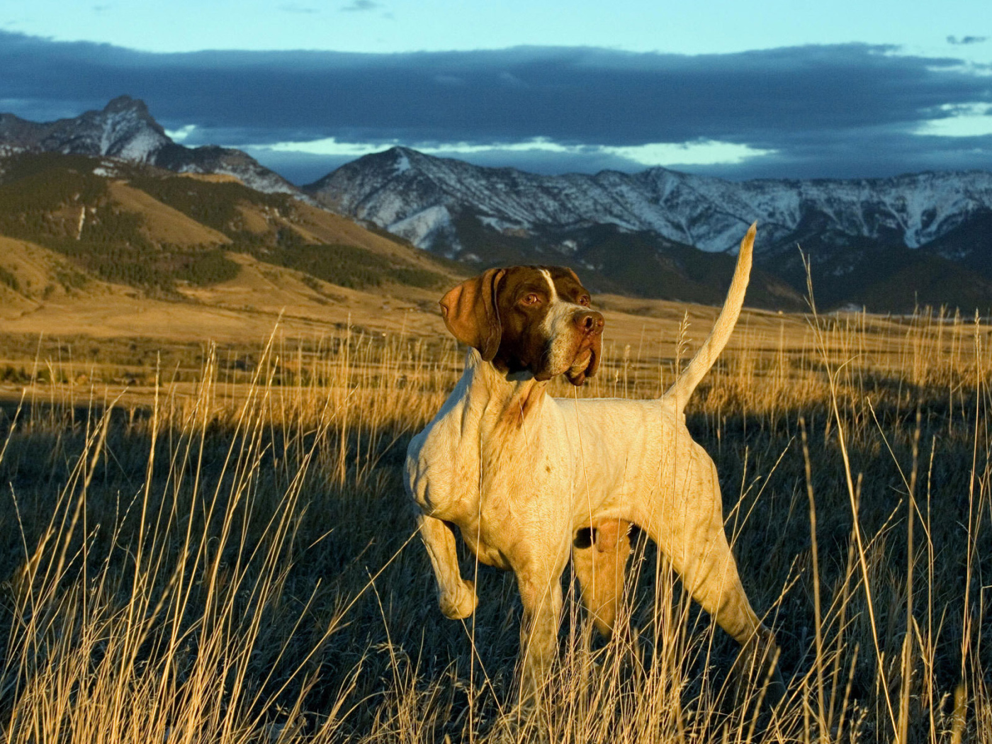 Английский Пойнтер в поле