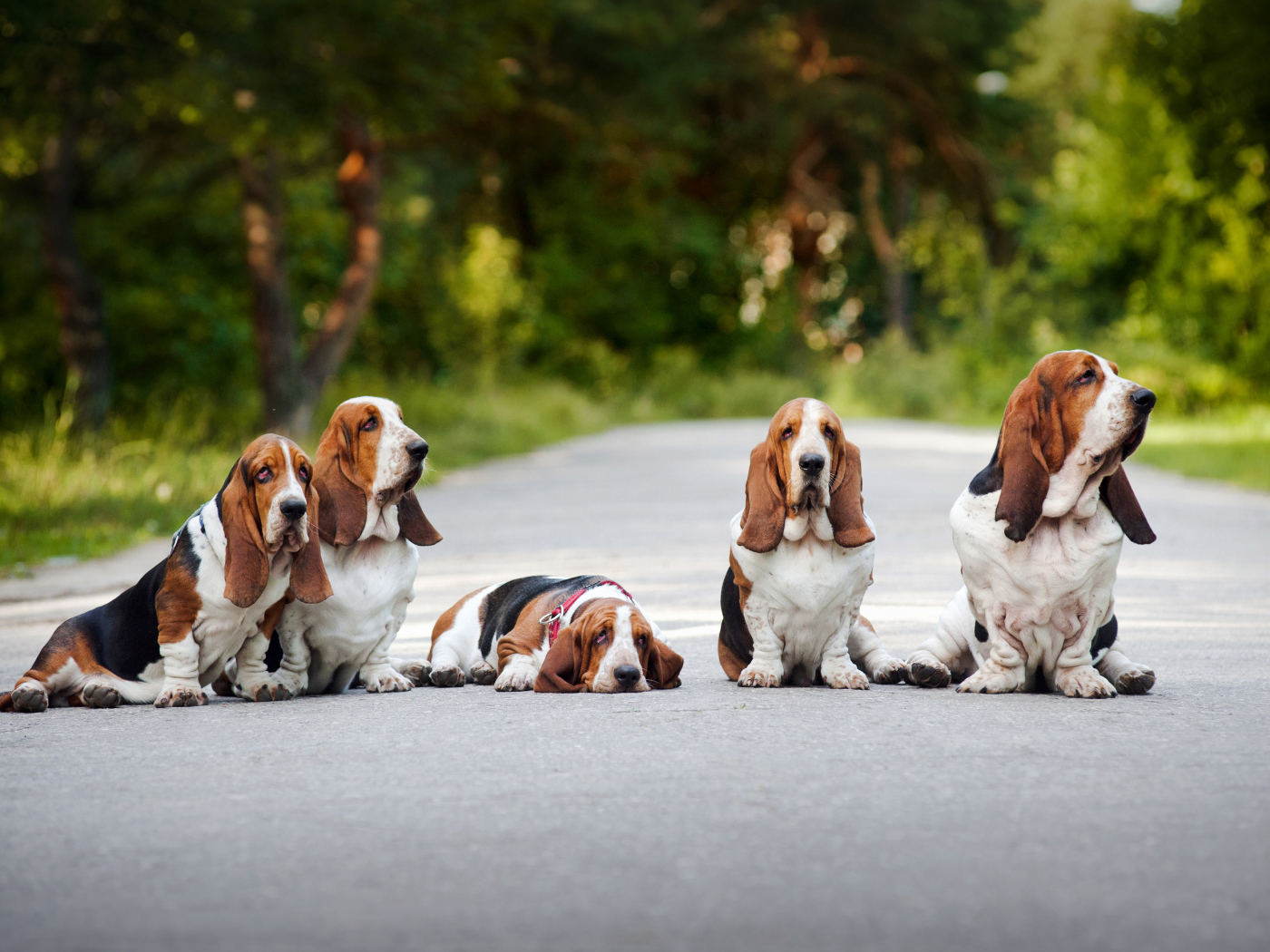 Семья бассет-хаундов сидит на дороге