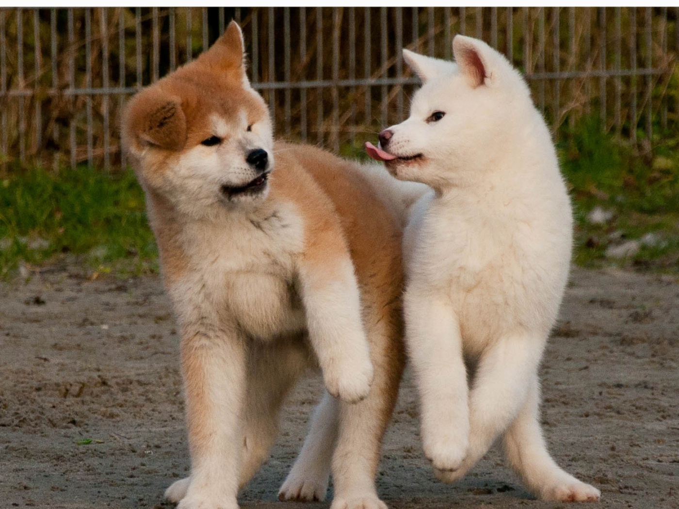 Смешные щенки акита-ину