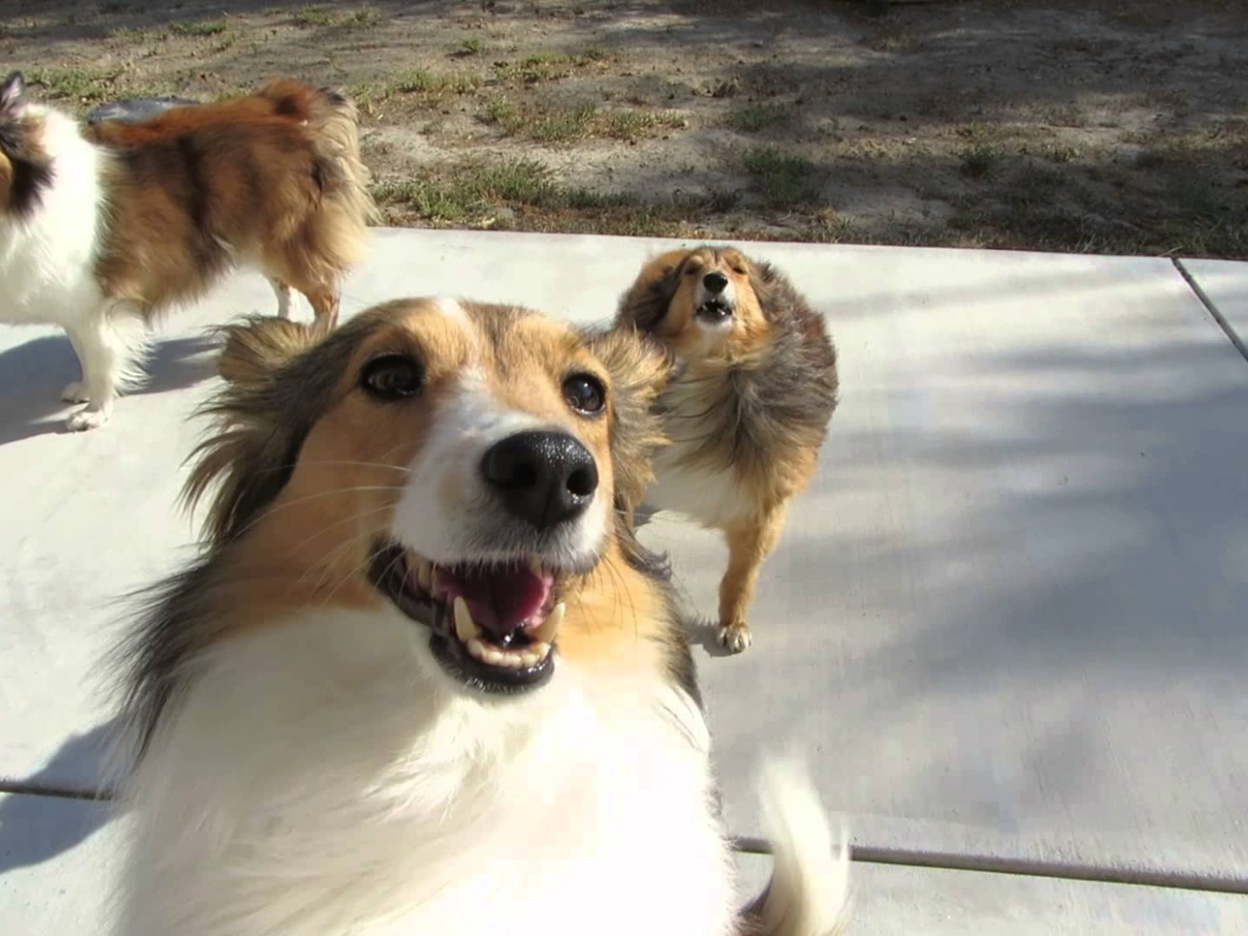 Смешные собаки породы шелти играют