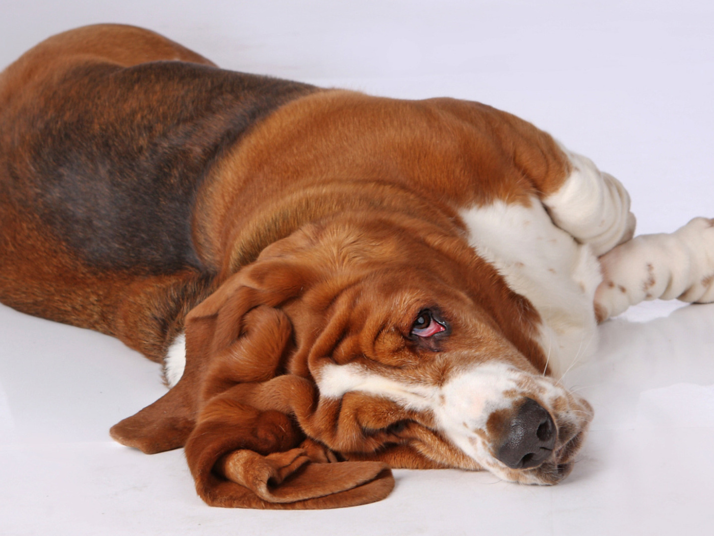 Смешной бассет-хаунд развалился на полу