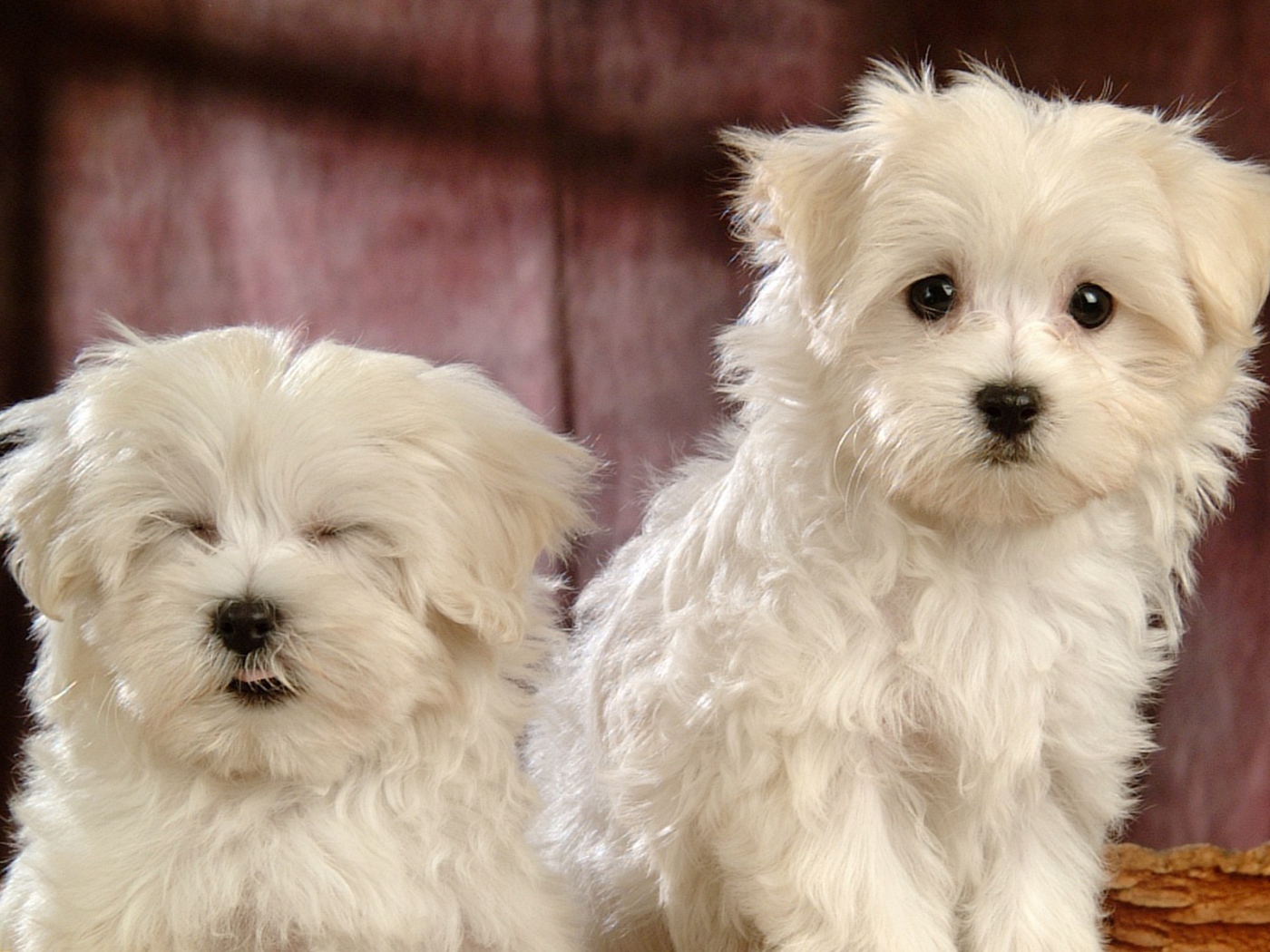 Смешные собаки породы бишон-фриз
