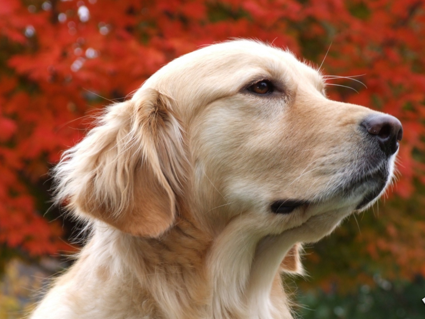 Золотой терьер и осенние дерево
