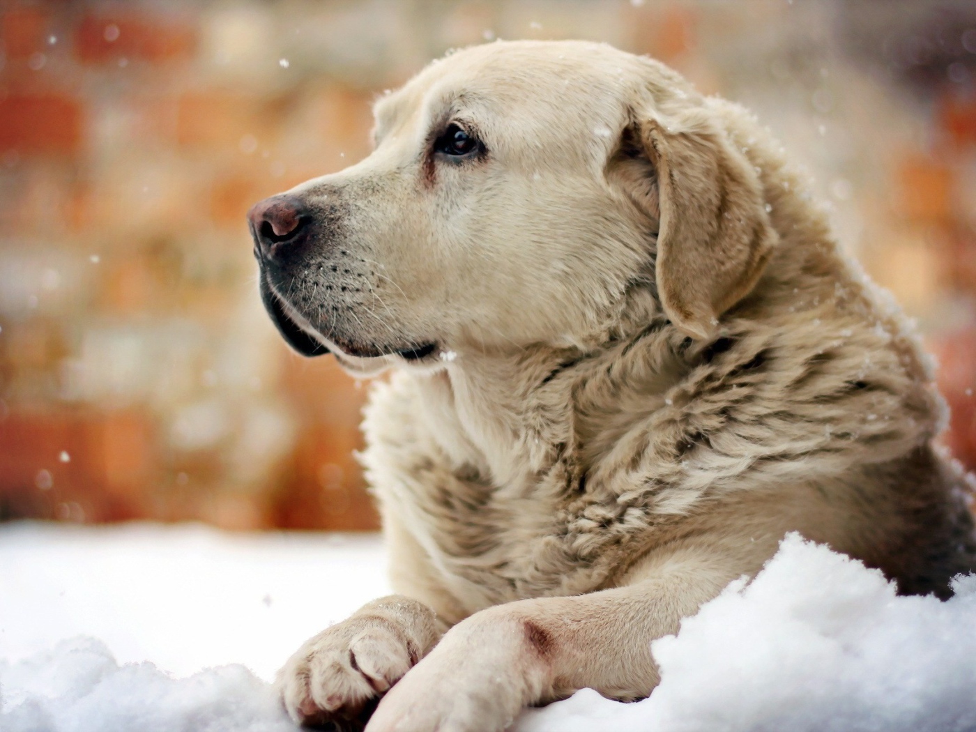 Золотой терьер отдыхает на снегу