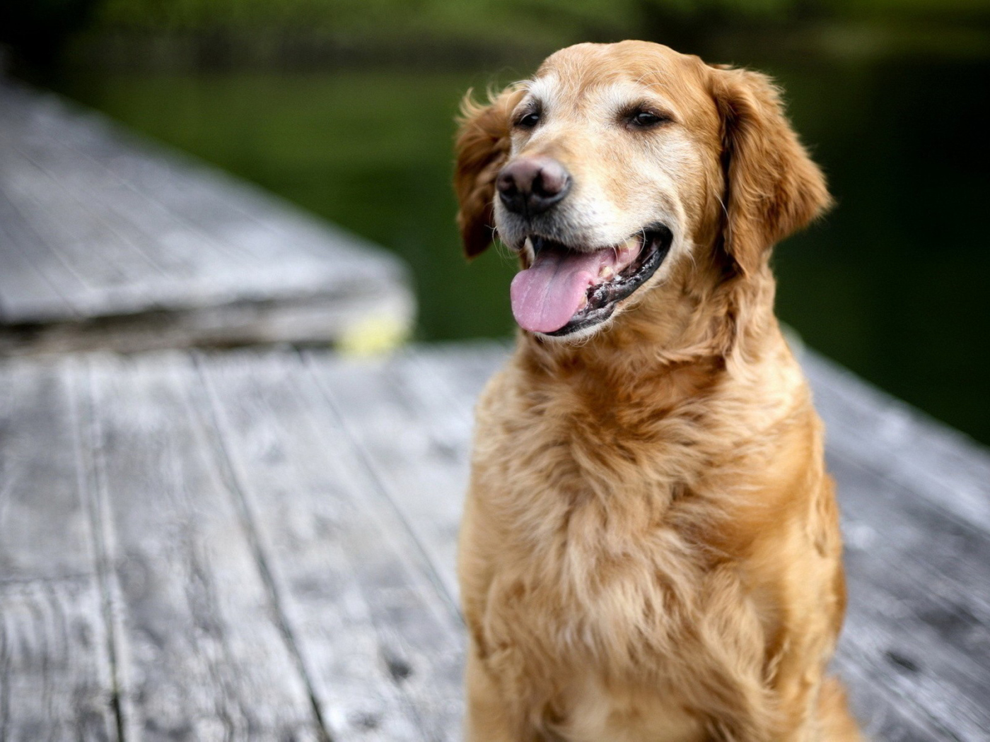 Золотой терьер на мосту