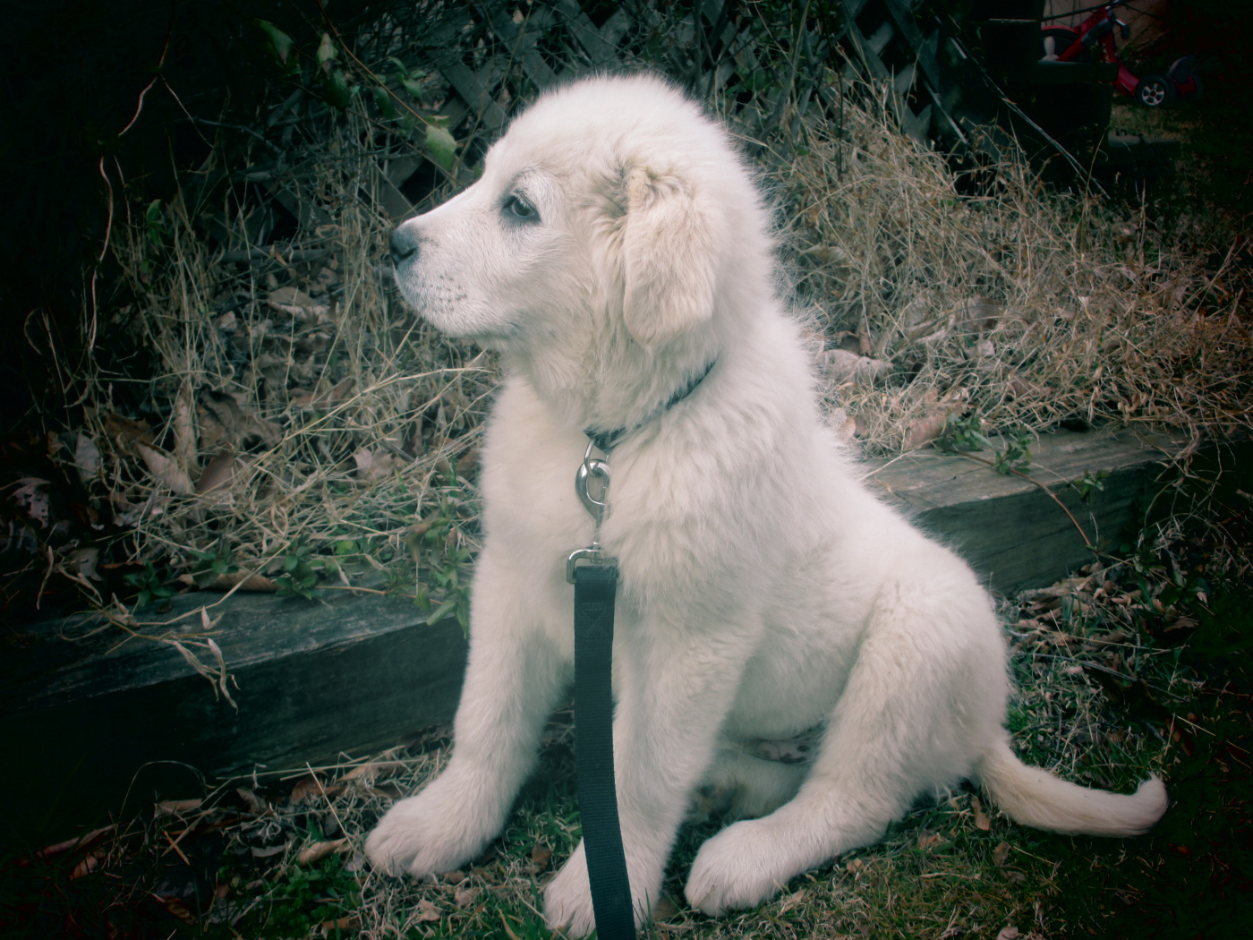 Щенок большой пиренейской собаки смотрит вдаль