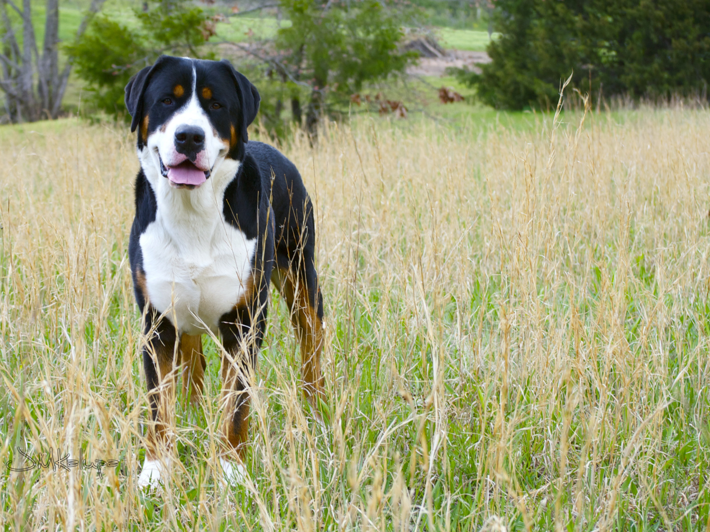 Большой швейцарский зенненхунд в высокой траве