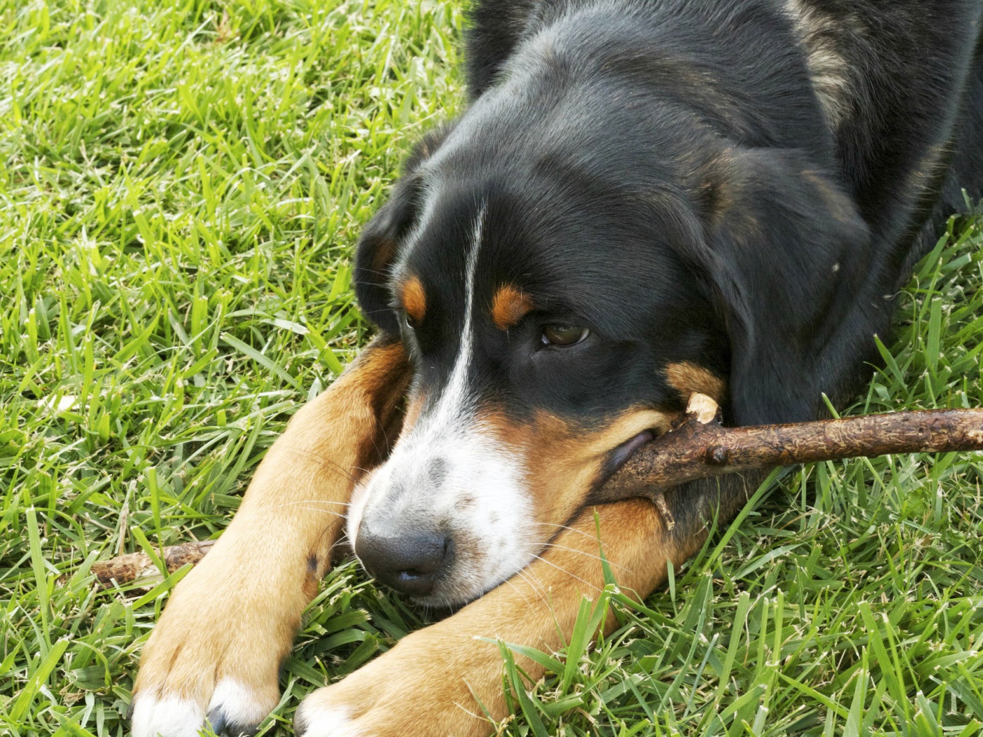 Большой швейцарский зенненхунд лежит на траве с палкой